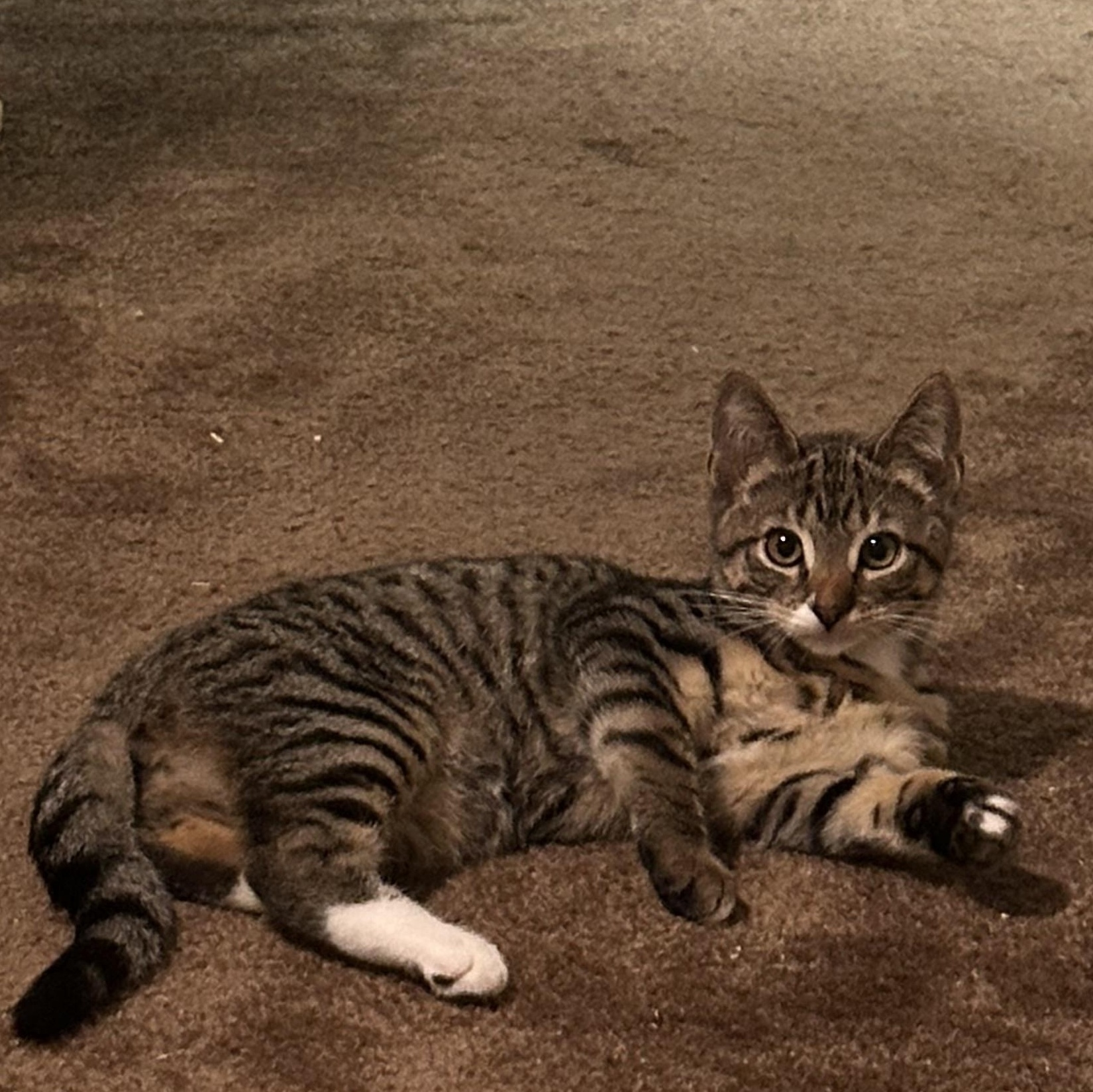 Boots, Adoptable, Young Male Tabby.