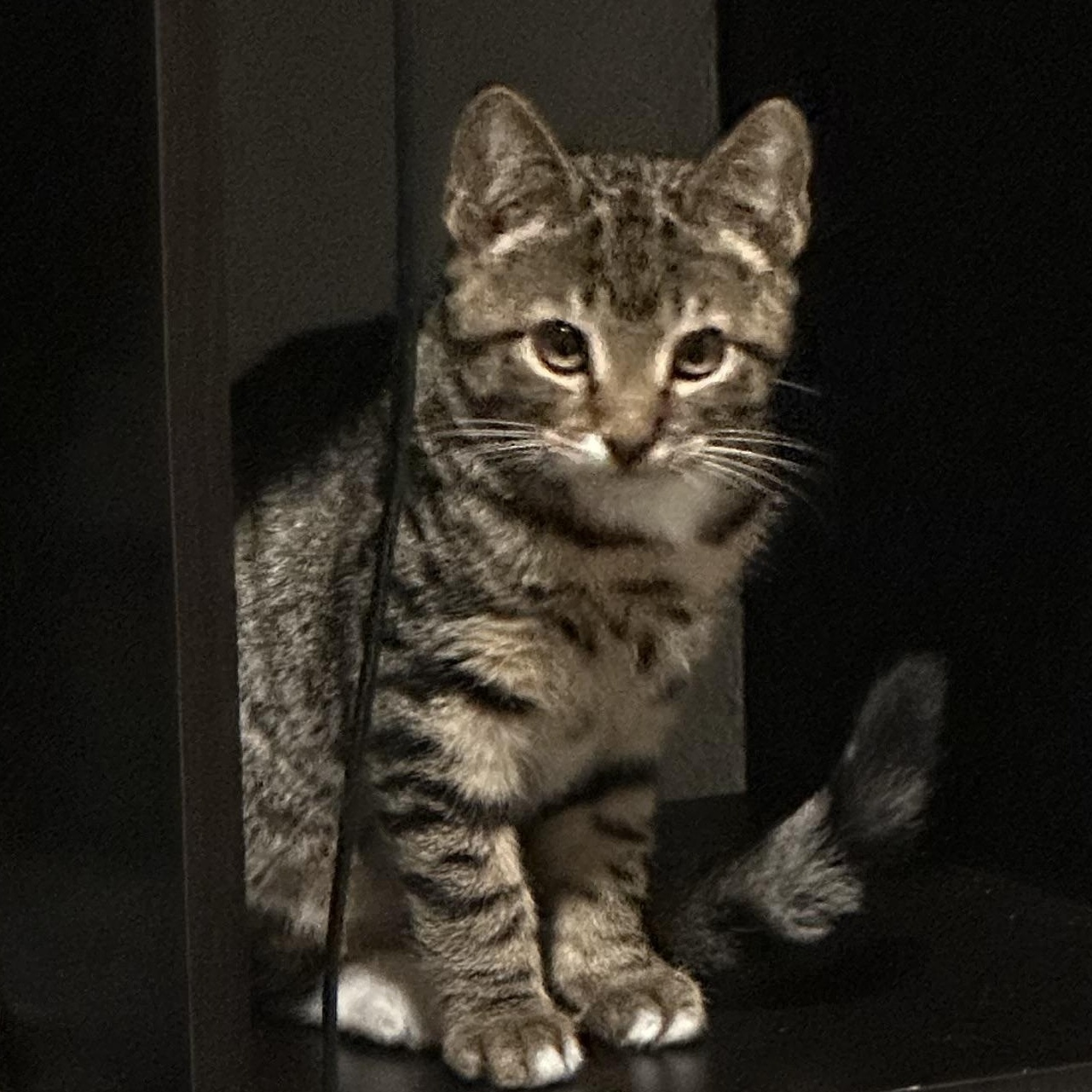 Boots, an adopted Tabby in Oakland, CA image 2/3