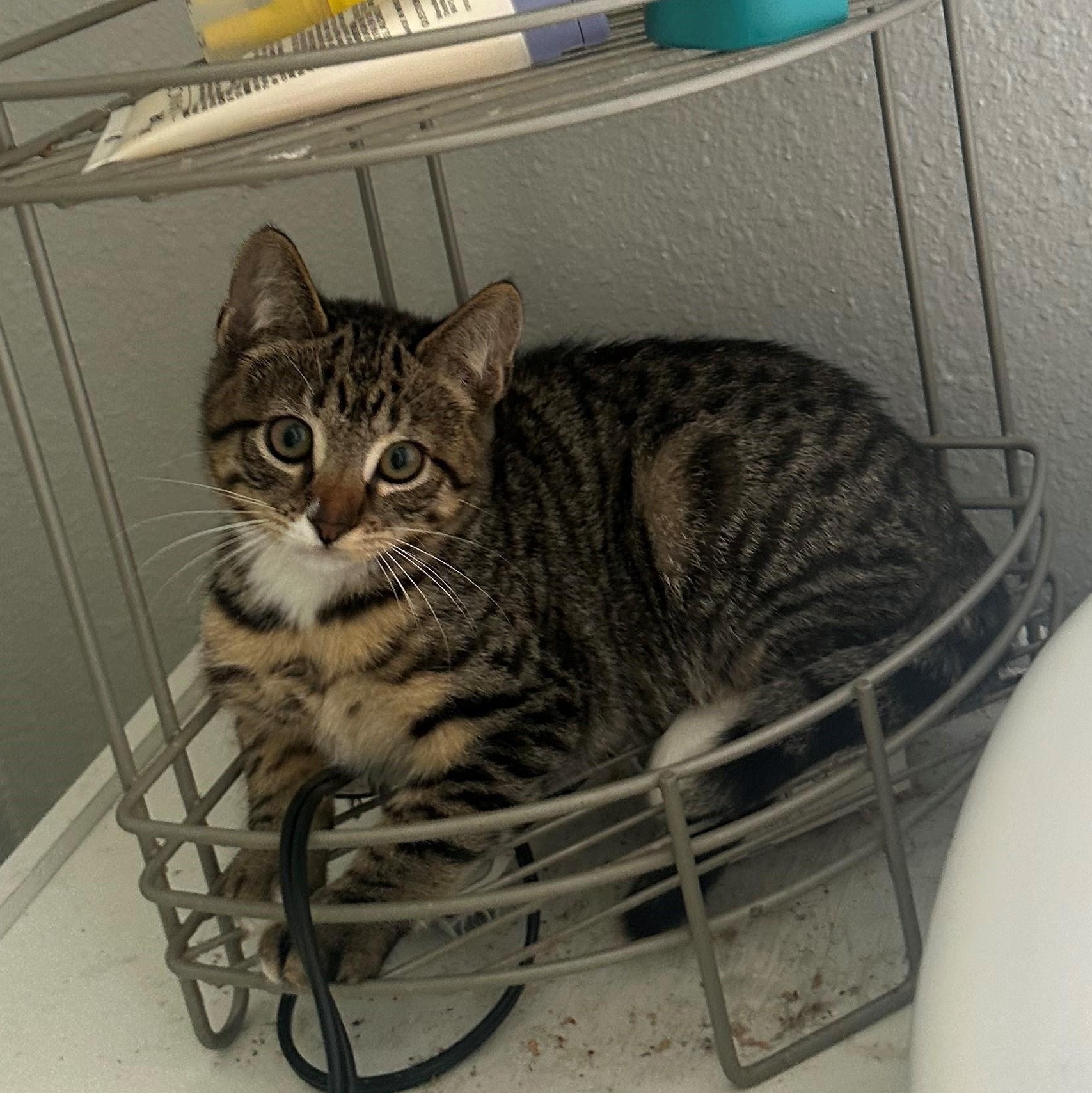 Boots, an adopted Tabby in Oakland, CA image 3/3