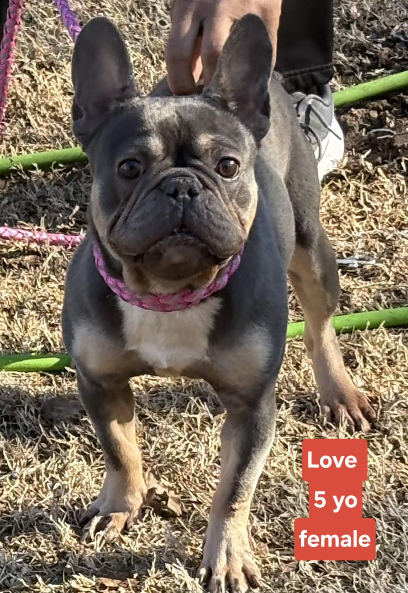 Enlarge LOVE    $375, an adopted mixed breed in Milwaukee, WI image 2/2