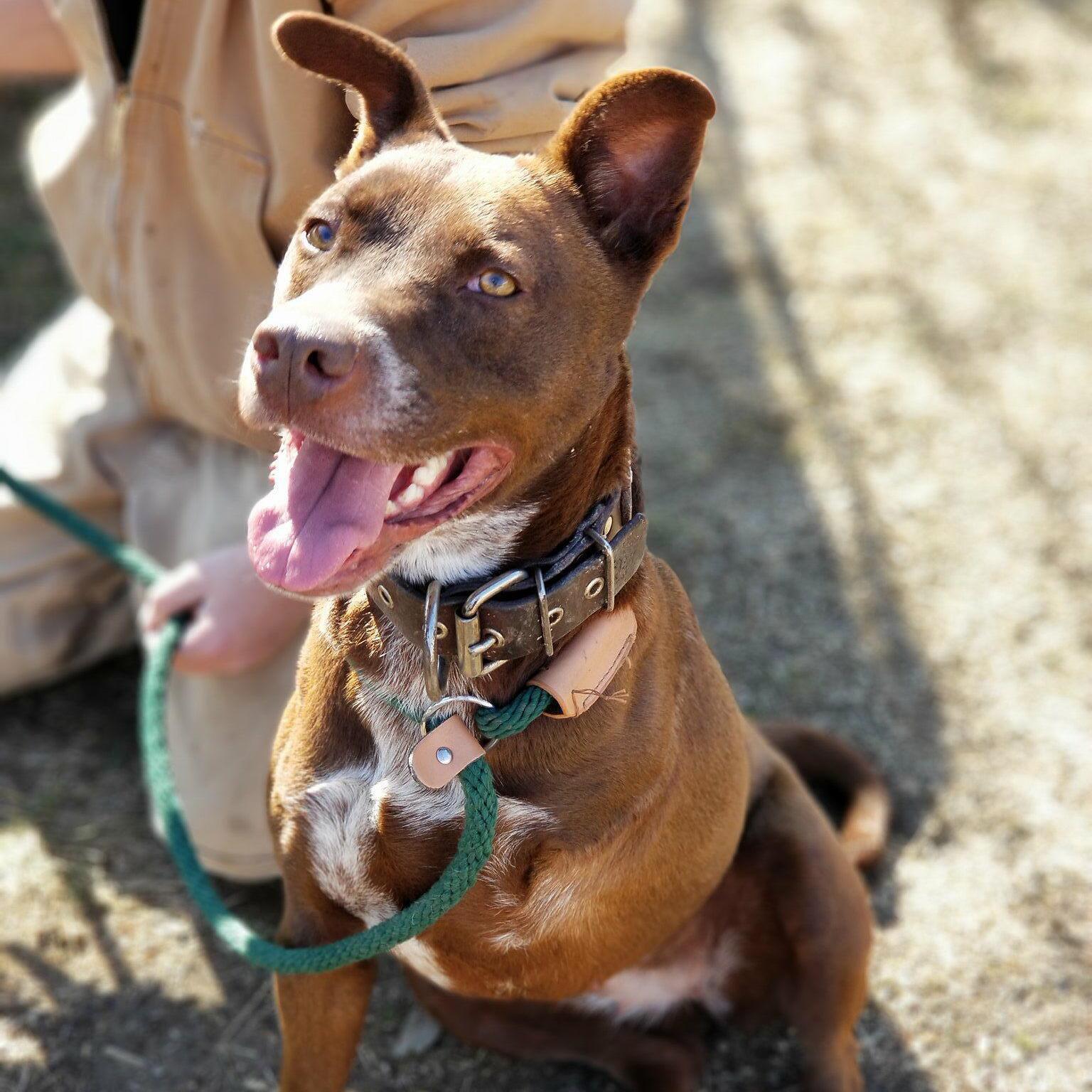 *Ava, Adult Female Pit Bull Terrier
