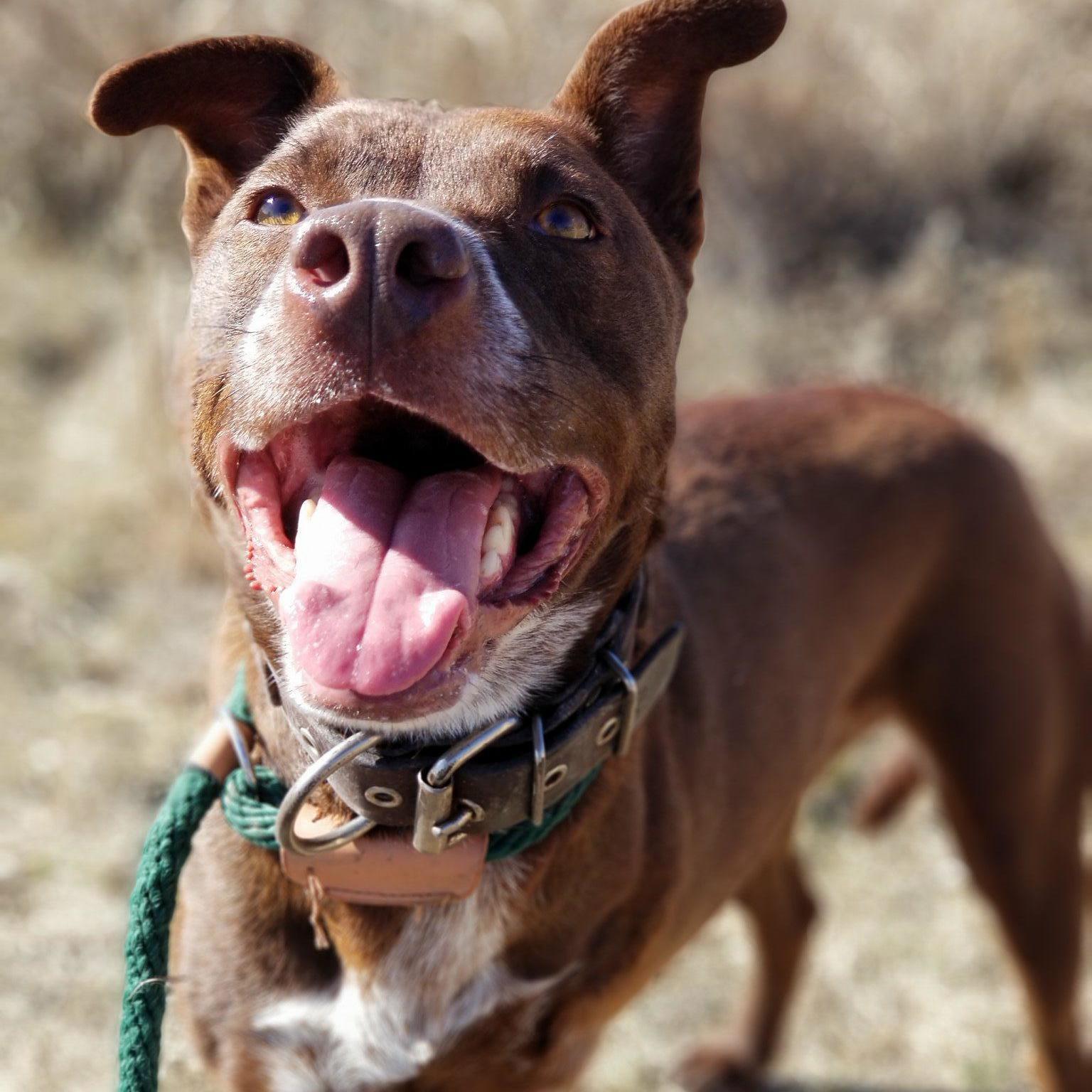 *Ava, a Adoptable mixed breed in Justin, TX image 2/12