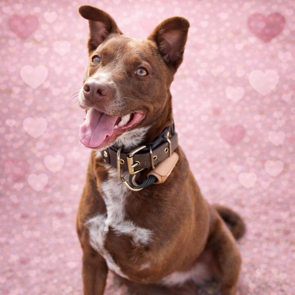 Enlarge *Ava, a Adoptable mixed breed in Justin, TX image 1/4
