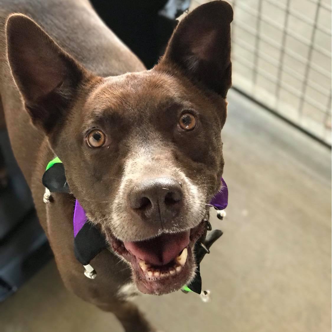 *Ava, a Adoptable mixed breed in Justin, TX image 3/12