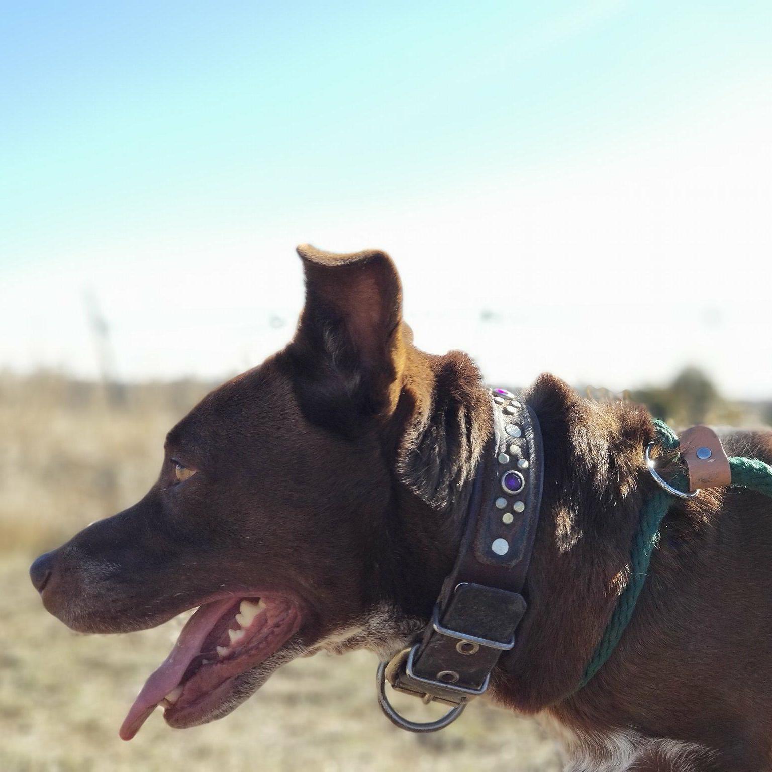 *Ava, a Adoptable mixed breed in Justin, TX image 4/12