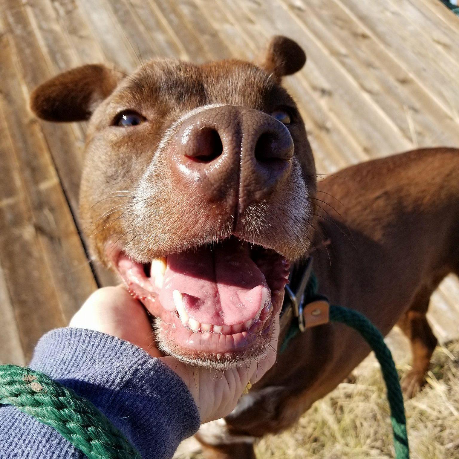 *Ava, a Adoptable mixed breed in Justin, TX image 5/12