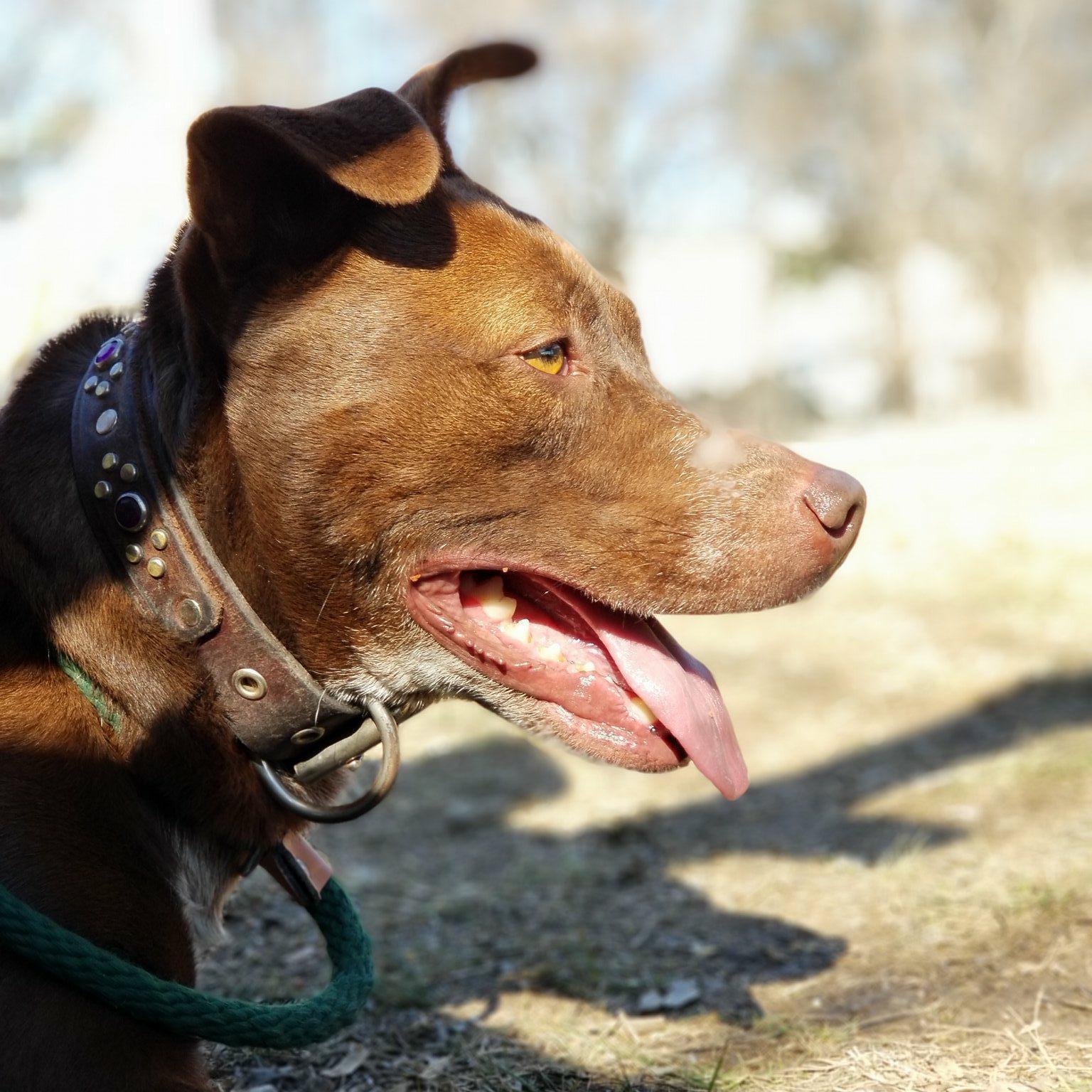 *Ava, a Adoptable mixed breed in Justin, TX image 6/12