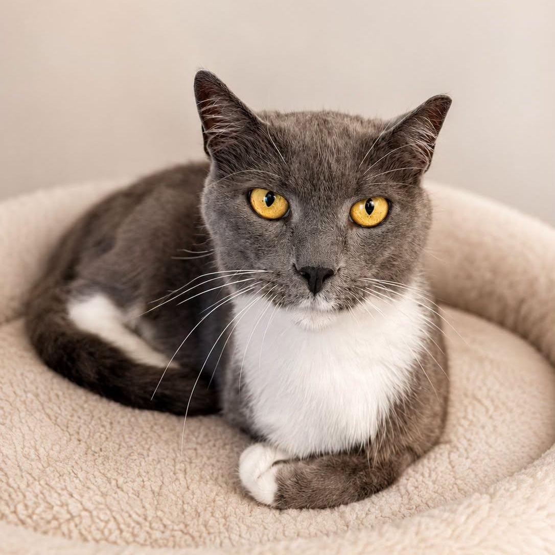 KAHAN, Adoptable, Adult Male Domestic Short Hair.