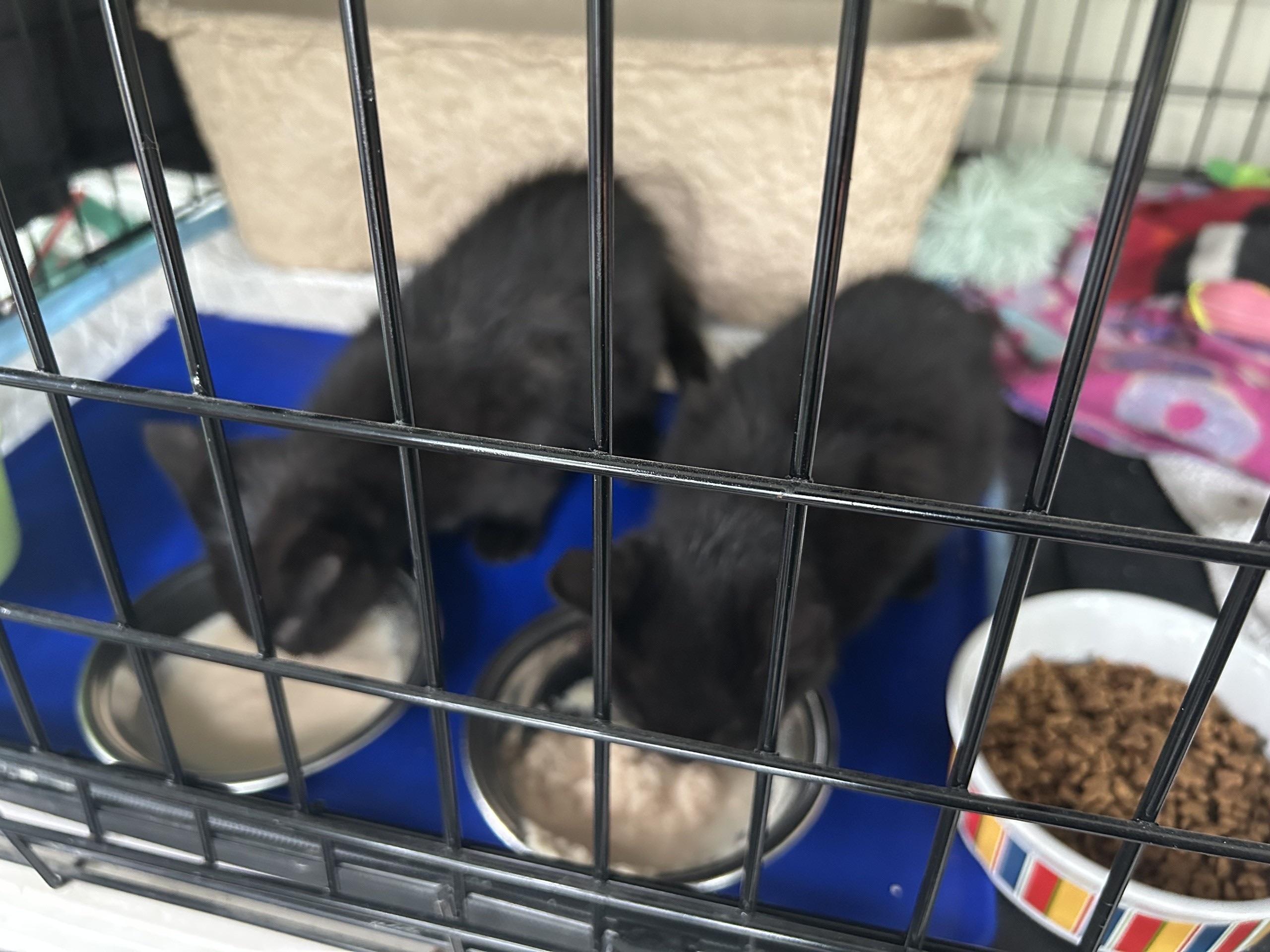 Mir and Miracle, a Adoptable Domestic Short Hair in Atlanta, GA image 6/6