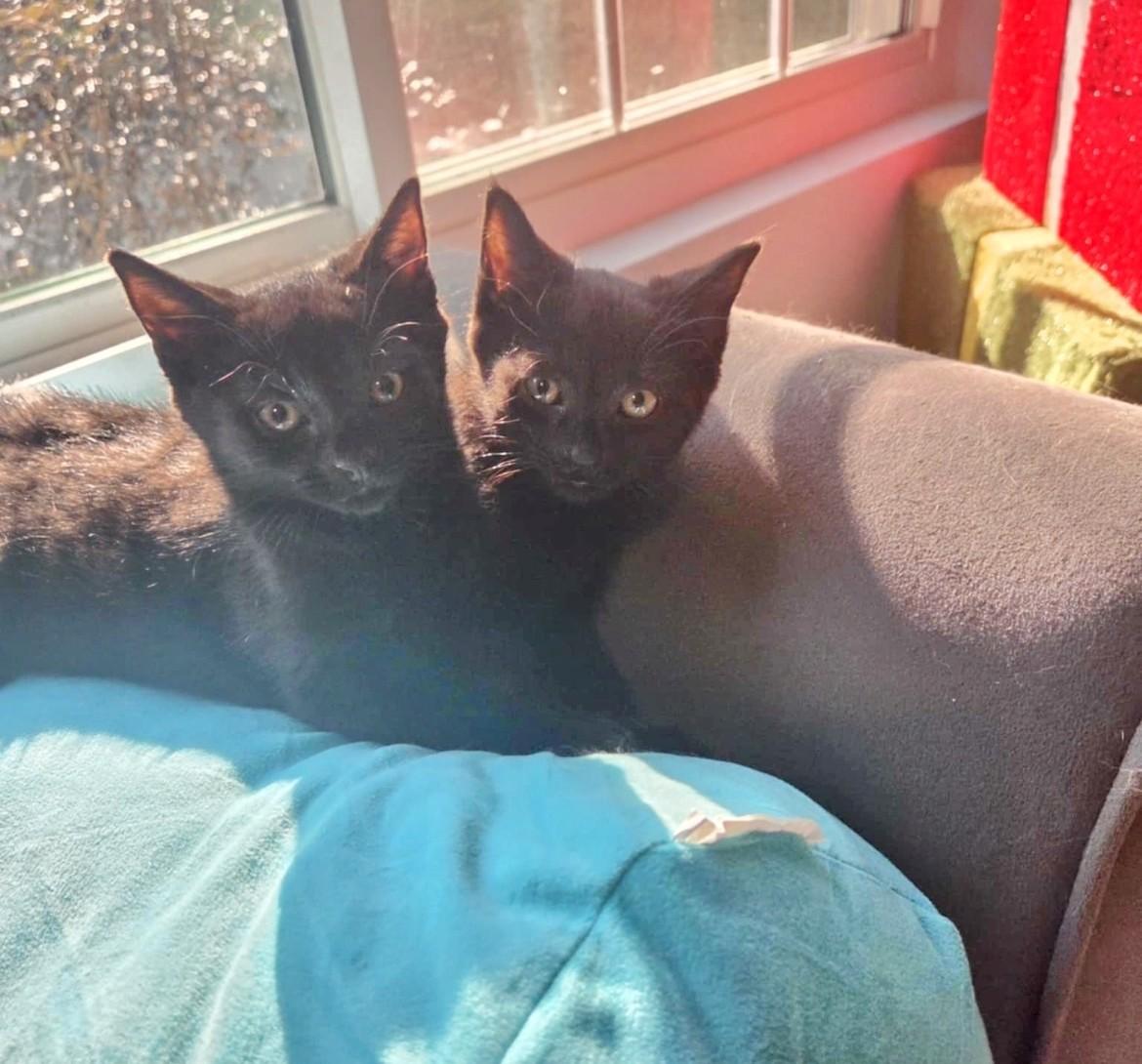 Mir and Miracle, a Adoptable Domestic Short Hair in Atlanta, GA image 2/6