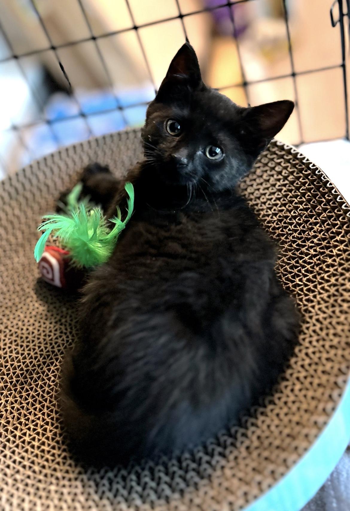 Mir and Miracle, a Adoptable Domestic Short Hair in Atlanta, GA image 3/6