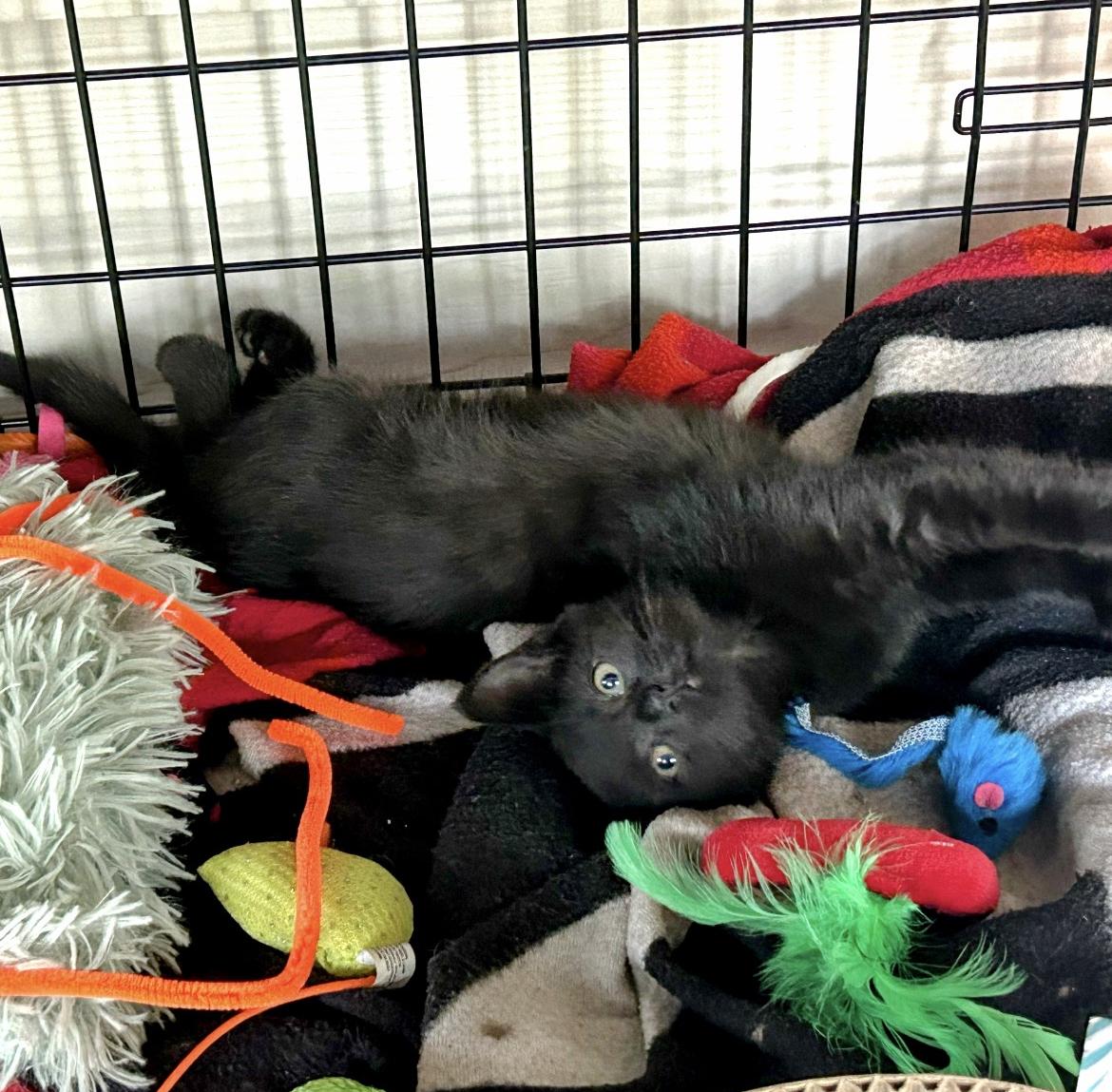 Mir and Miracle, a Adoptable Domestic Short Hair in Atlanta, GA image 1/6