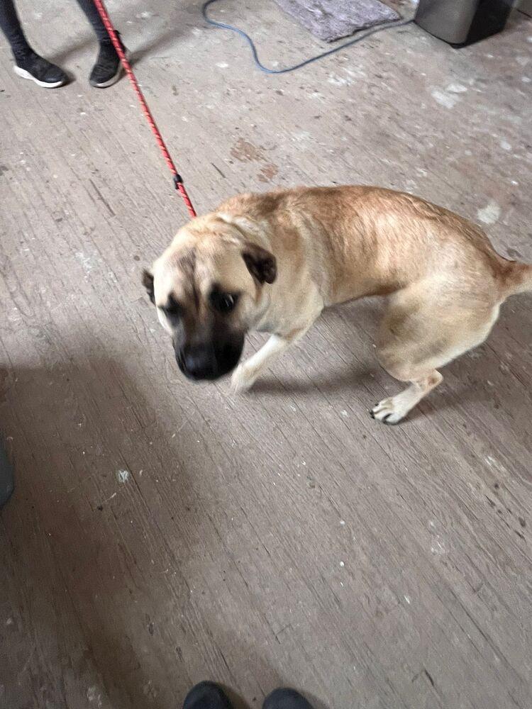 Kesha, Adoptable, Adult Female Mastiff & Mixed Breed.