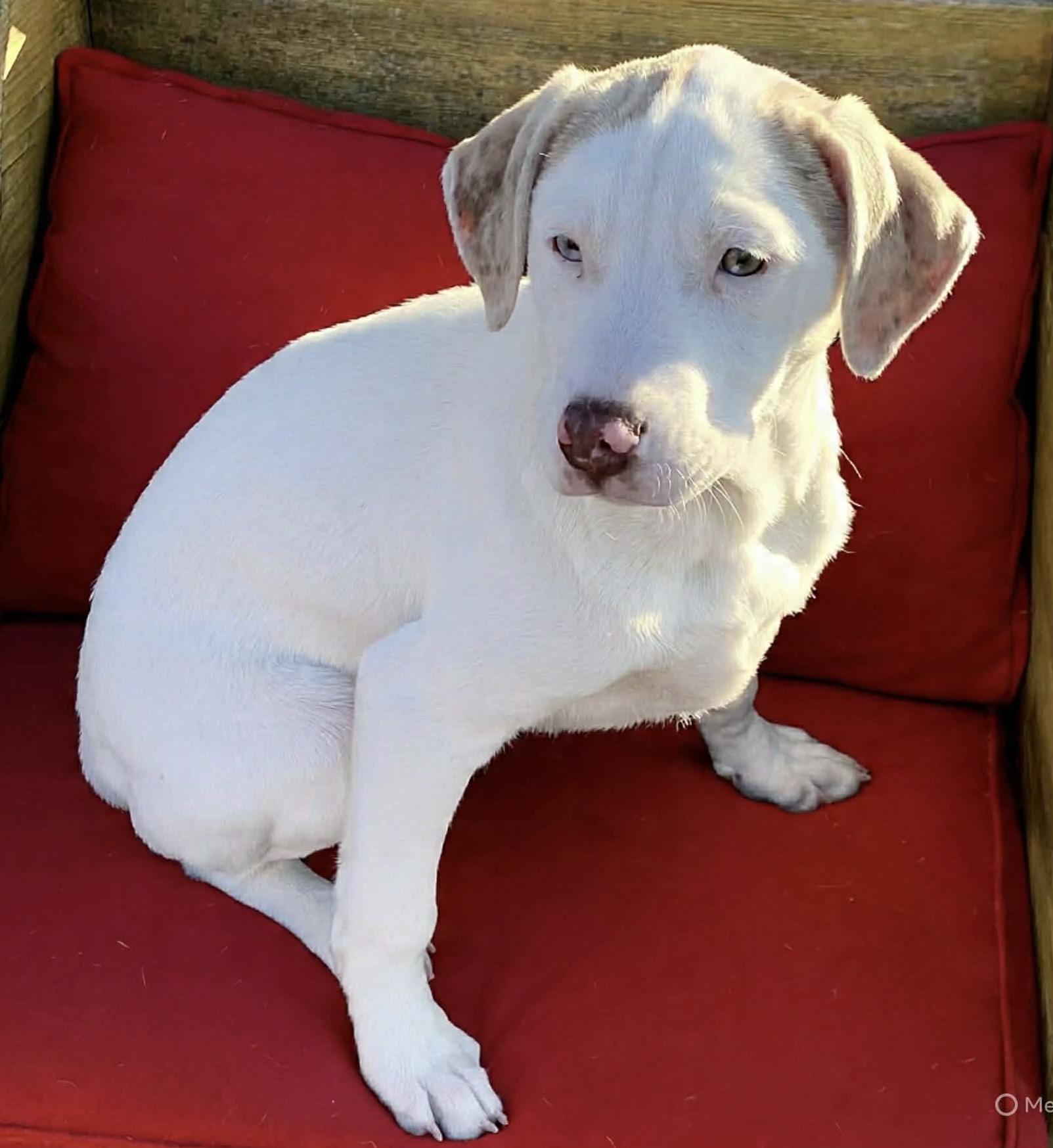 Enlarge Cindy Lou, a ADOPTABLE mixed breed in Hatfield, PA image 3/5