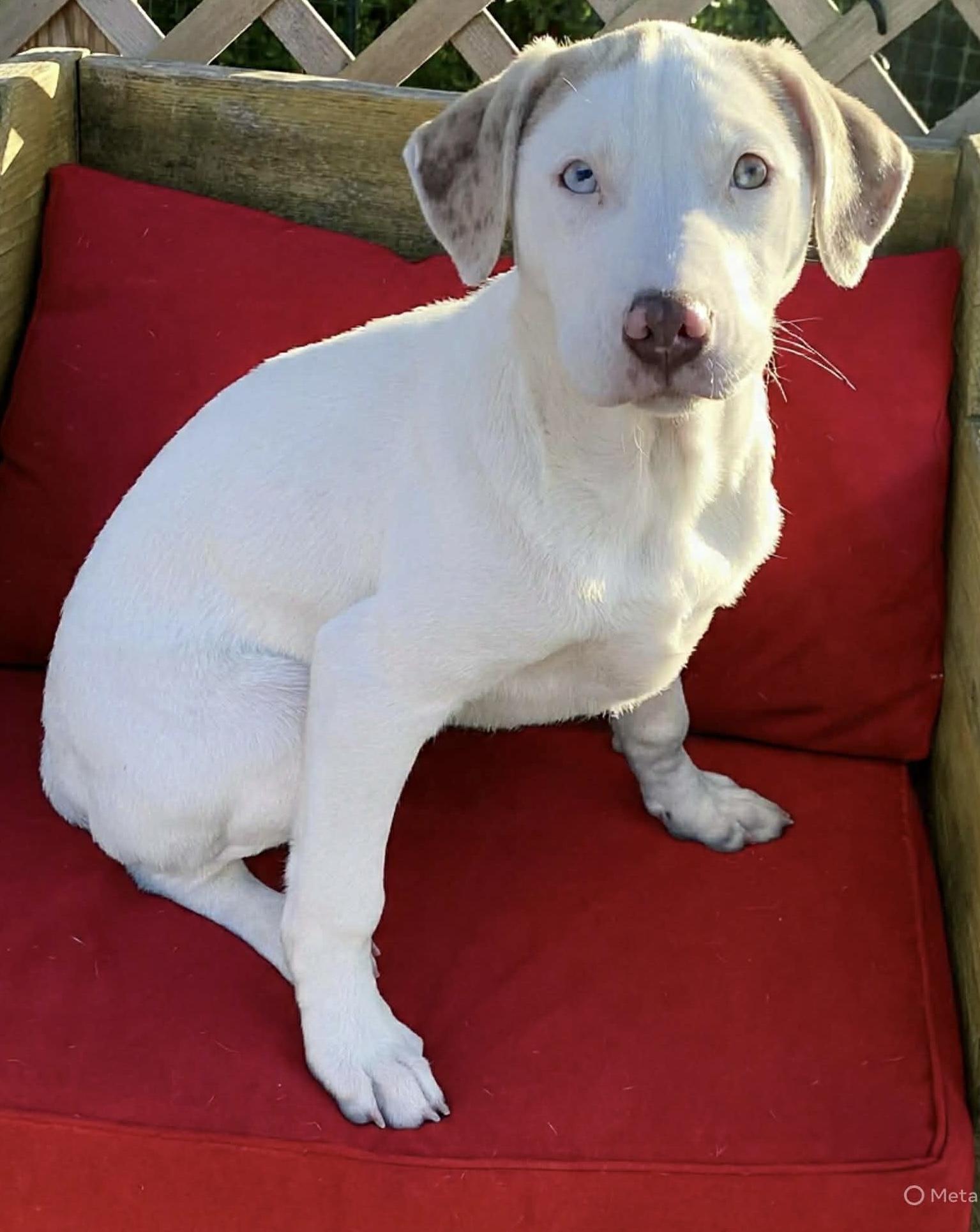 Enlarge Cindy Lou, a ADOPTABLE mixed breed in Hatfield, PA image 5/5