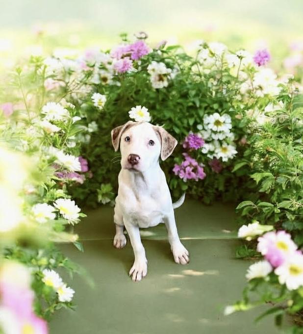 Enlarge Cindy Lou, a ADOPTABLE mixed breed in Hatfield, PA image 2/5