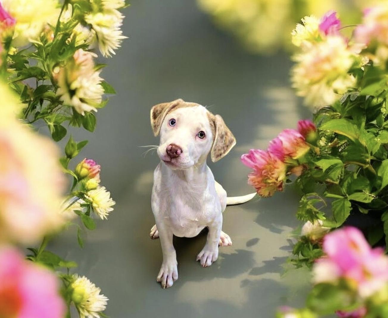 Enlarge Cindy Lou, a ADOPTABLE mixed breed in Hatfield, PA image 1/5