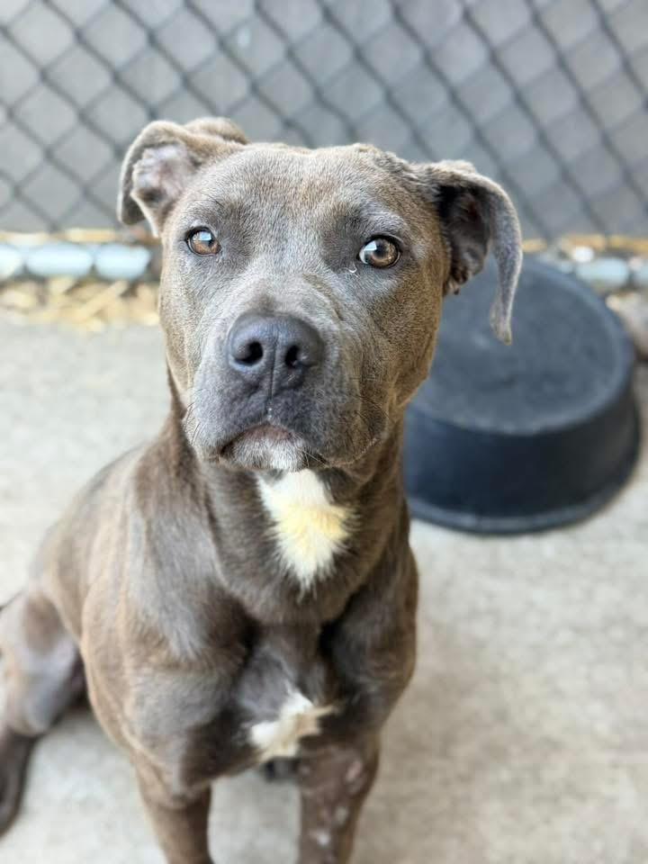 Enlarge Peony, a ADOPTABLE Pit Bull Terrier in Chicago, IL image 1/5