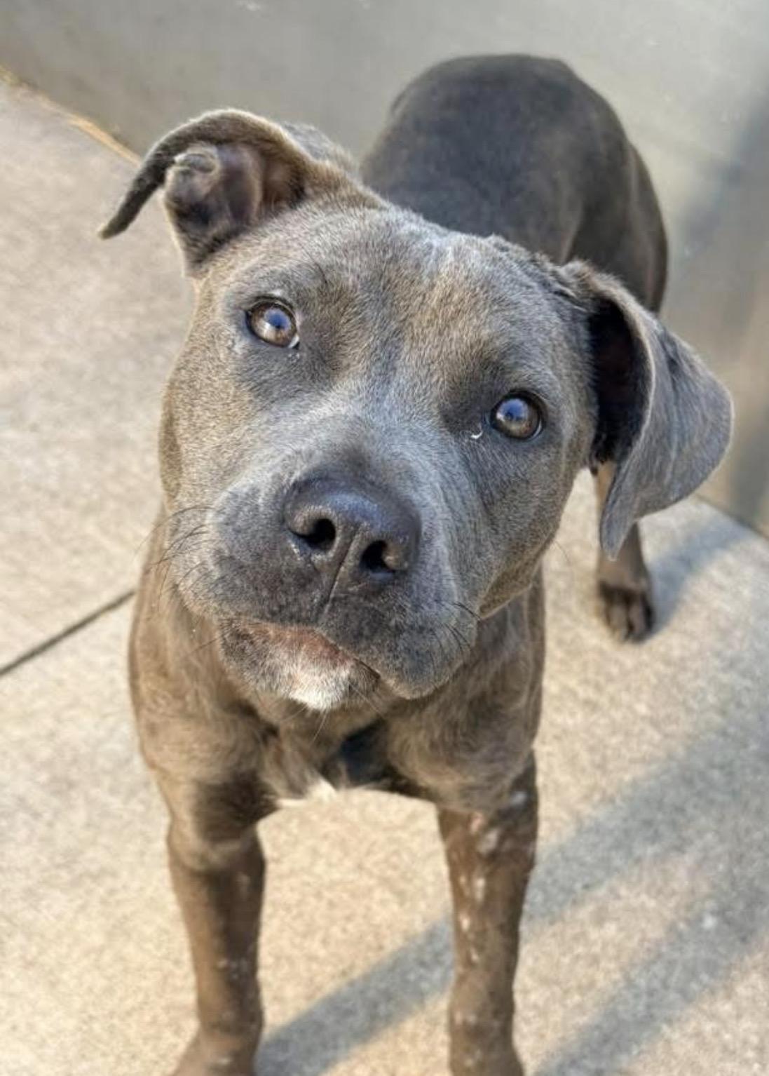 Enlarge Peony, a ADOPTABLE Pit Bull Terrier in Chicago, IL image 4/5