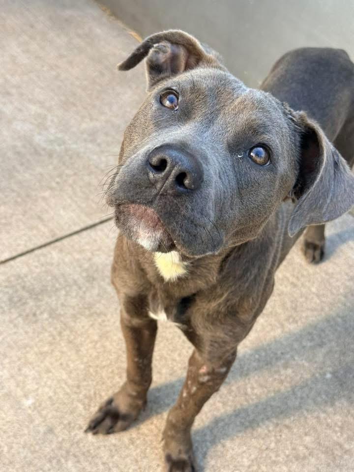 Enlarge Peony, a ADOPTABLE Pit Bull Terrier in Chicago, IL image 3/5