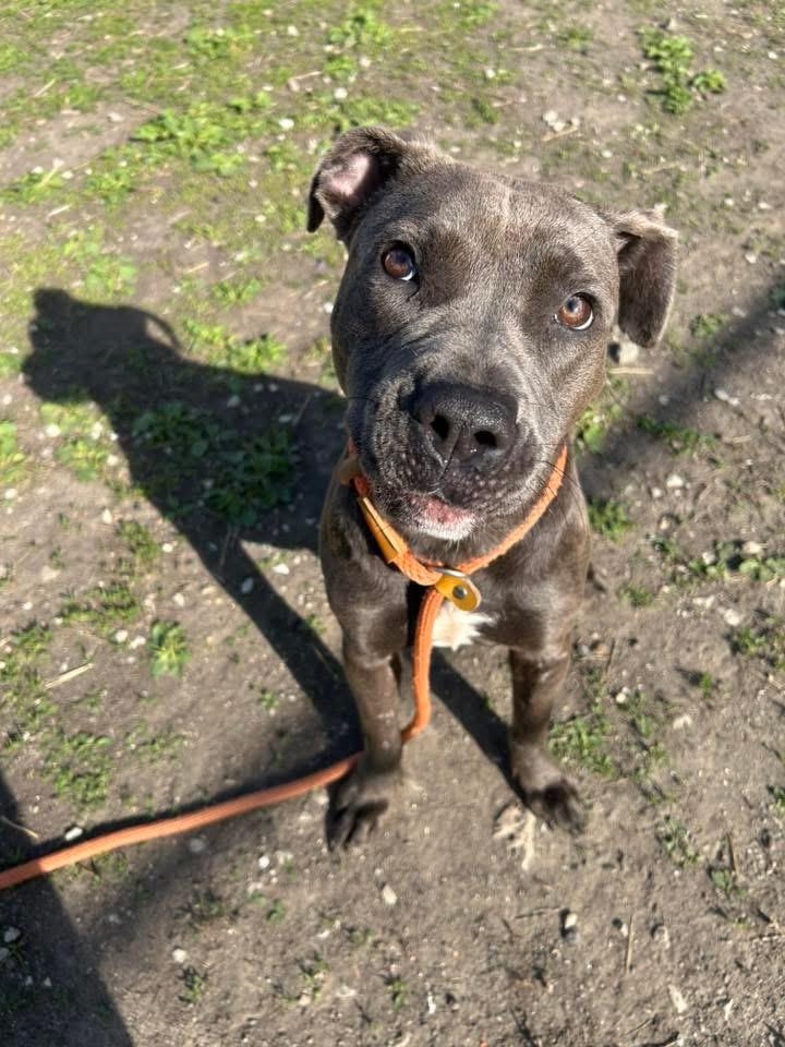Enlarge Peony, a ADOPTABLE Pit Bull Terrier in Chicago, IL image 2/5