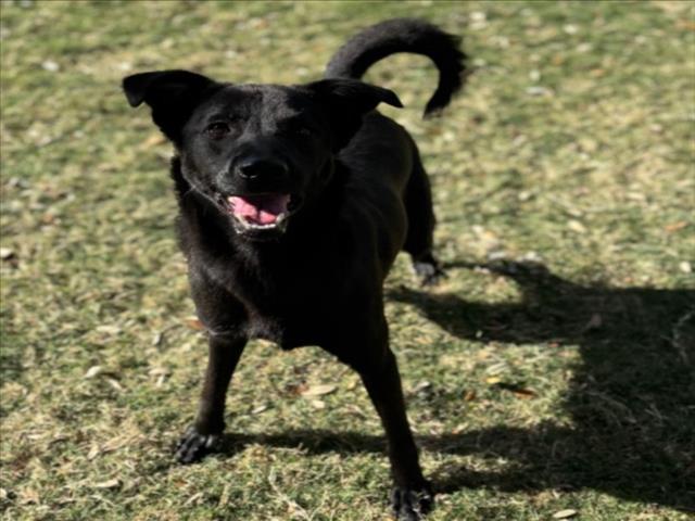 ARTHUR, Adoptable, Young Male Labrador Retriever & Mixed Breed.