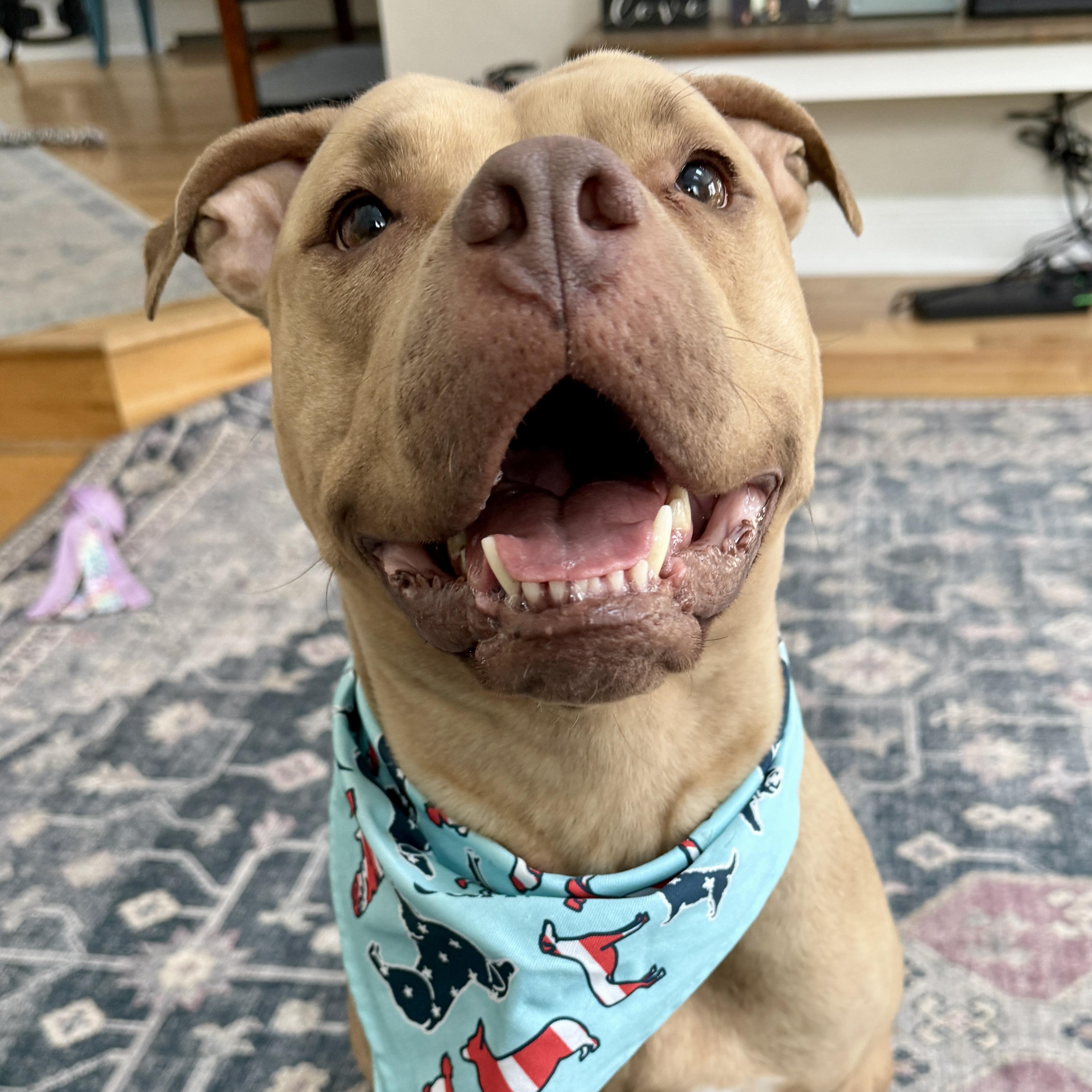 Ellie , a ADOPTABLE mixed breed in New Boston, NH image 1/6