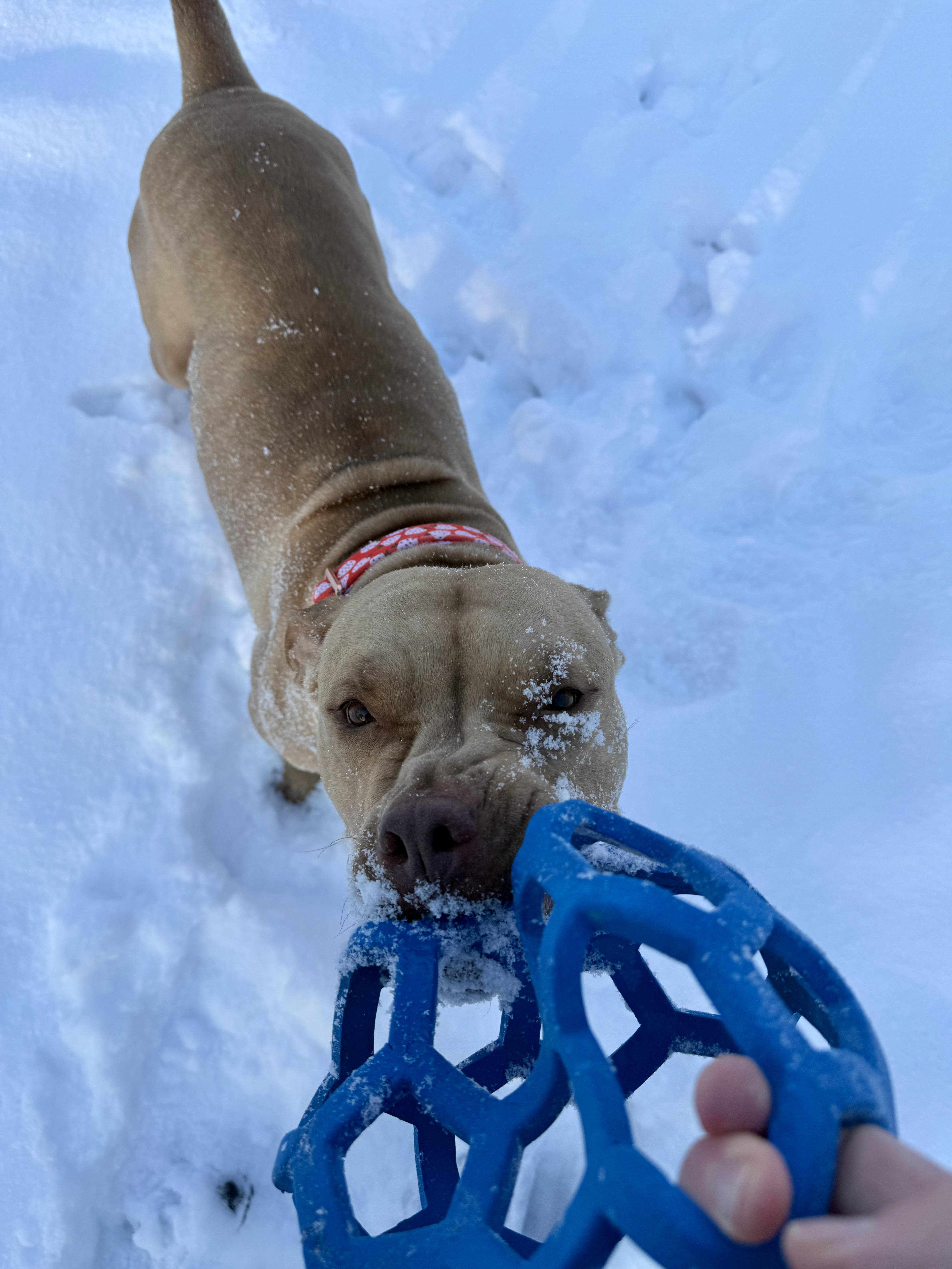 Ellie , a ADOPTABLE mixed breed in New Boston, NH image 4/6