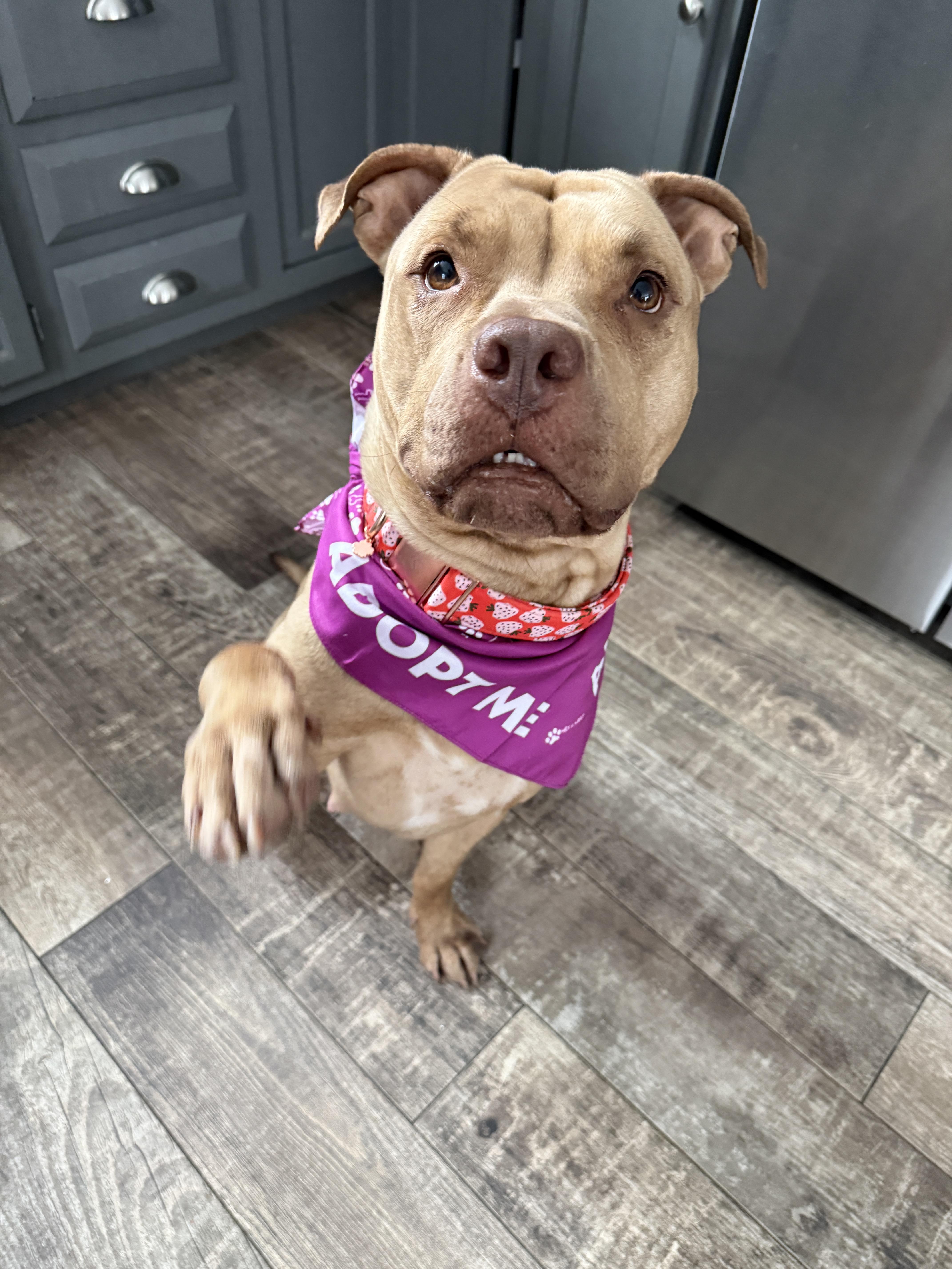 Ellie , a ADOPTABLE mixed breed in New Boston, NH image 5/6