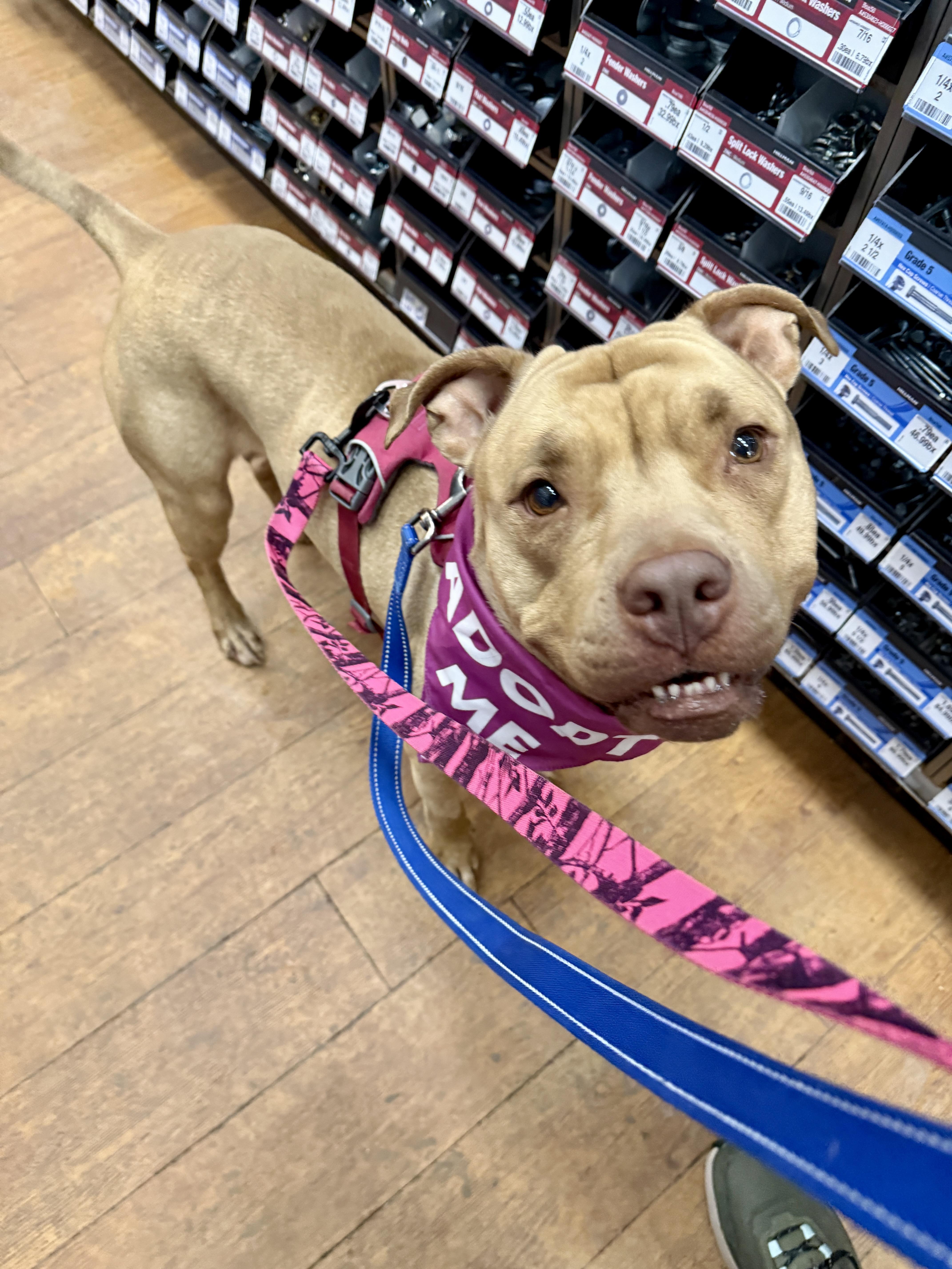 Ellie , a ADOPTABLE mixed breed in New Boston, NH image 2/6