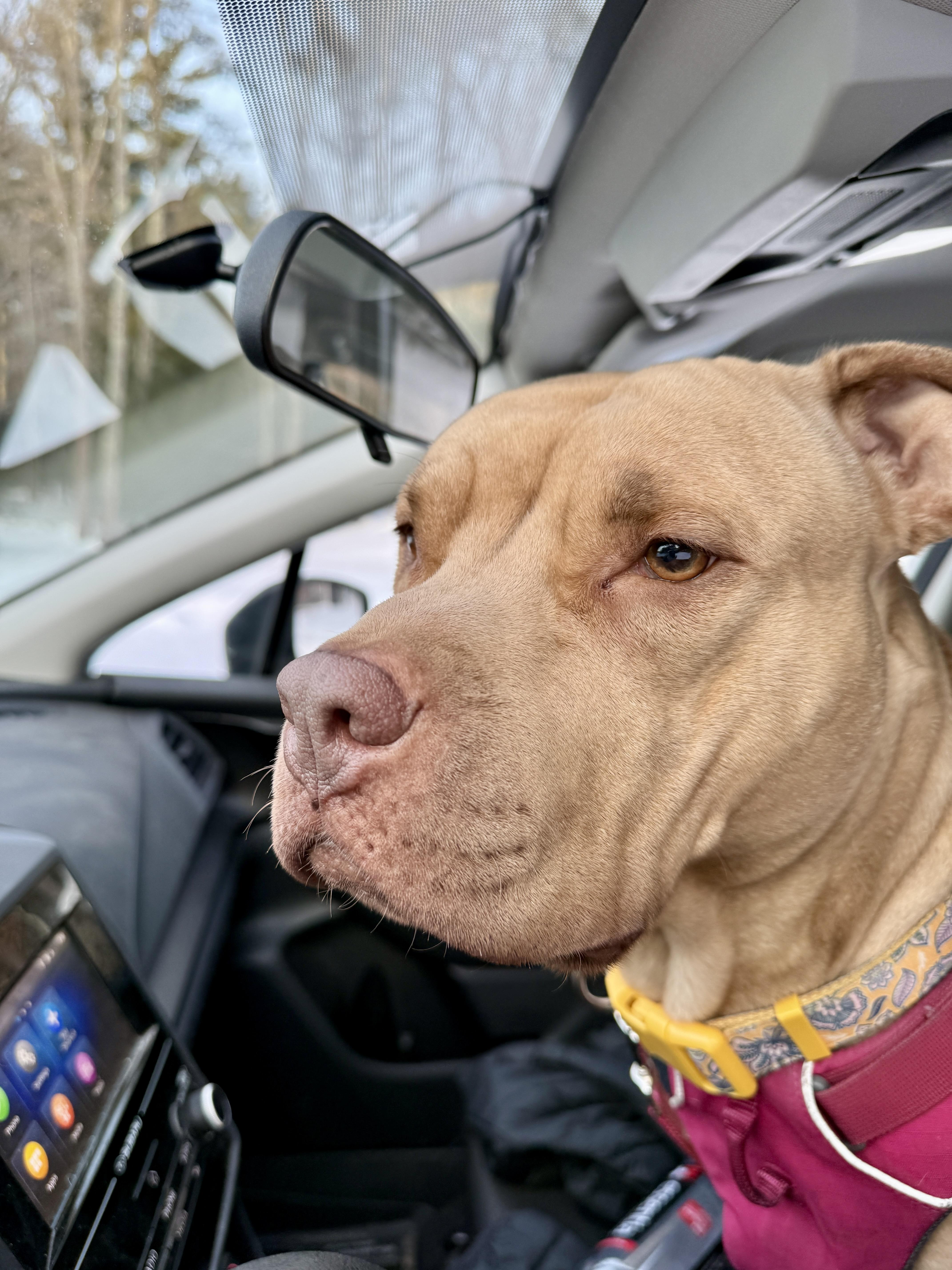 Ellie , a ADOPTABLE mixed breed in New Boston, NH image 3/6