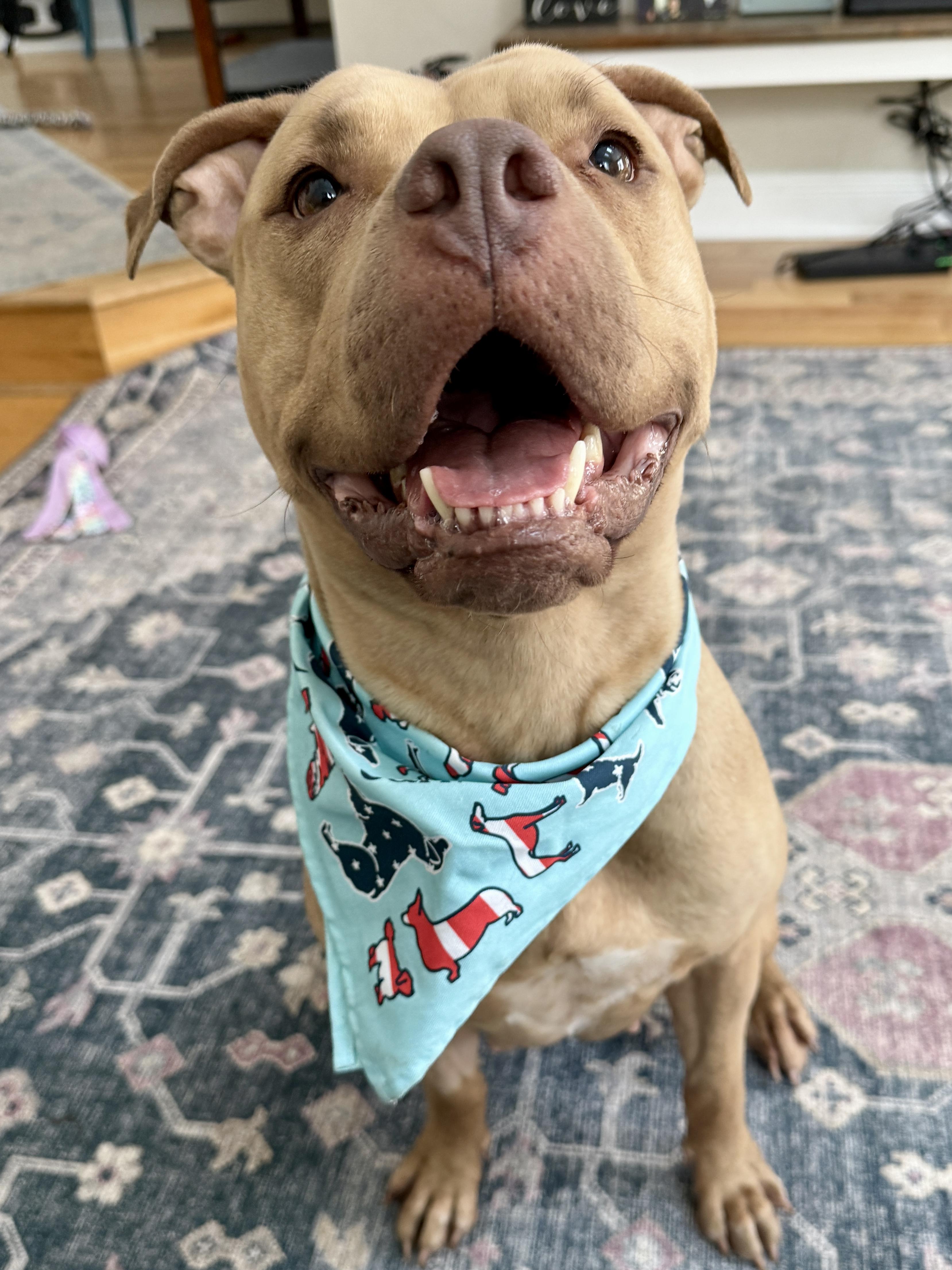 Ellie , a ADOPTABLE mixed breed in New Boston, NH image 6/6