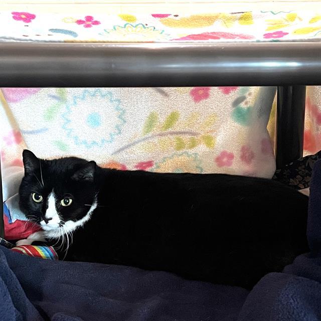 Enlarge STELLA, a Adoptable Domestic Short Hair in Methuen, MA image 1/1