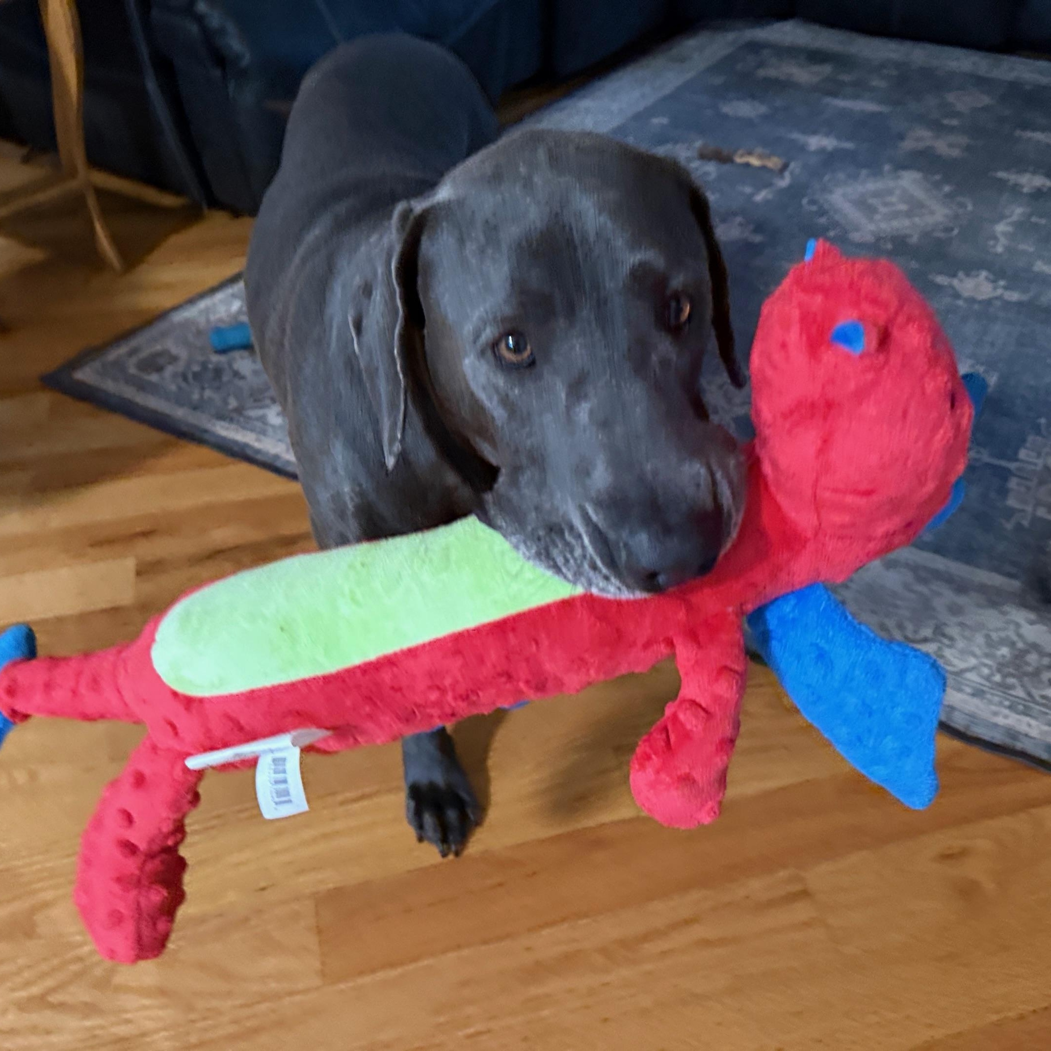 Chewy, a ADOPTABLE Blue Lacy in Savage, MN image 3/4