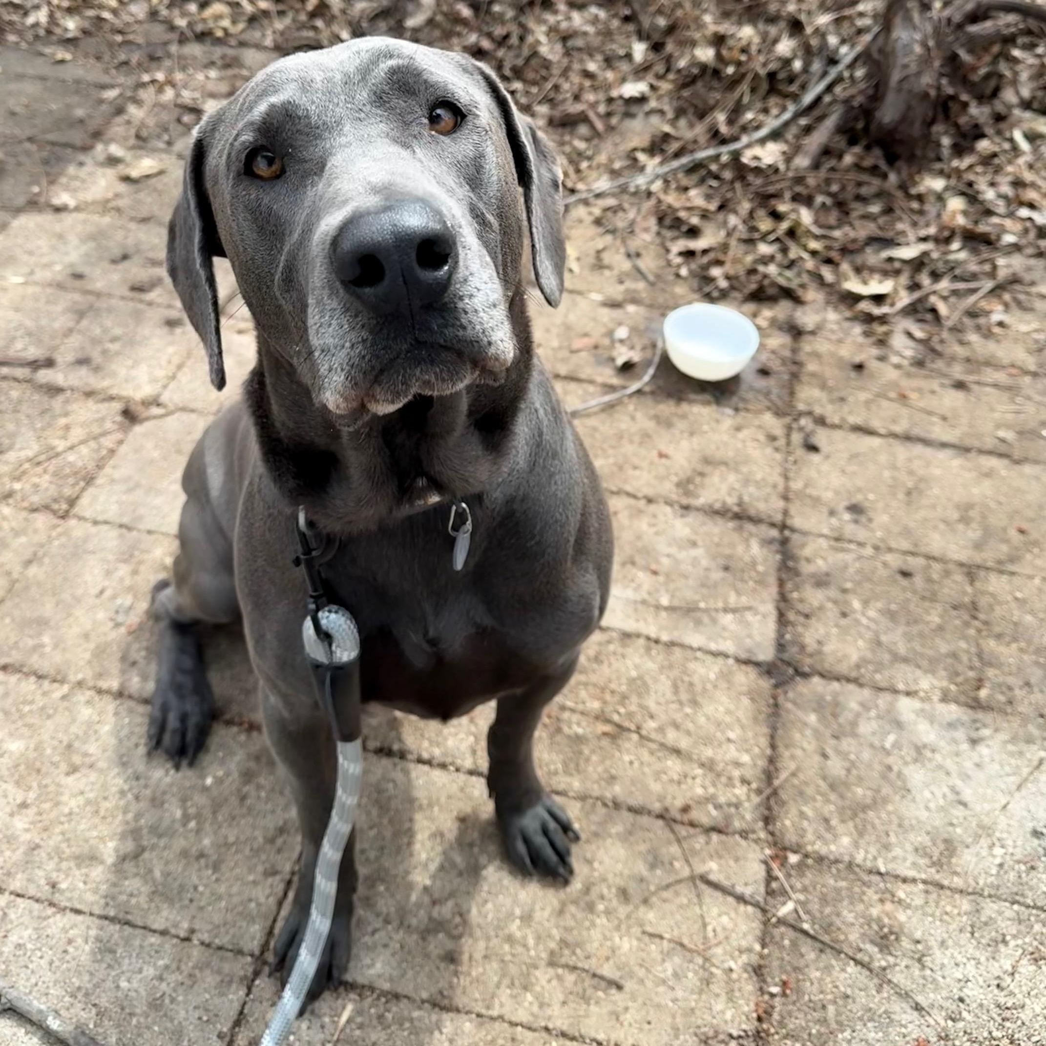 Chewy, a ADOPTABLE Blue Lacy in Savage, MN image 2/4