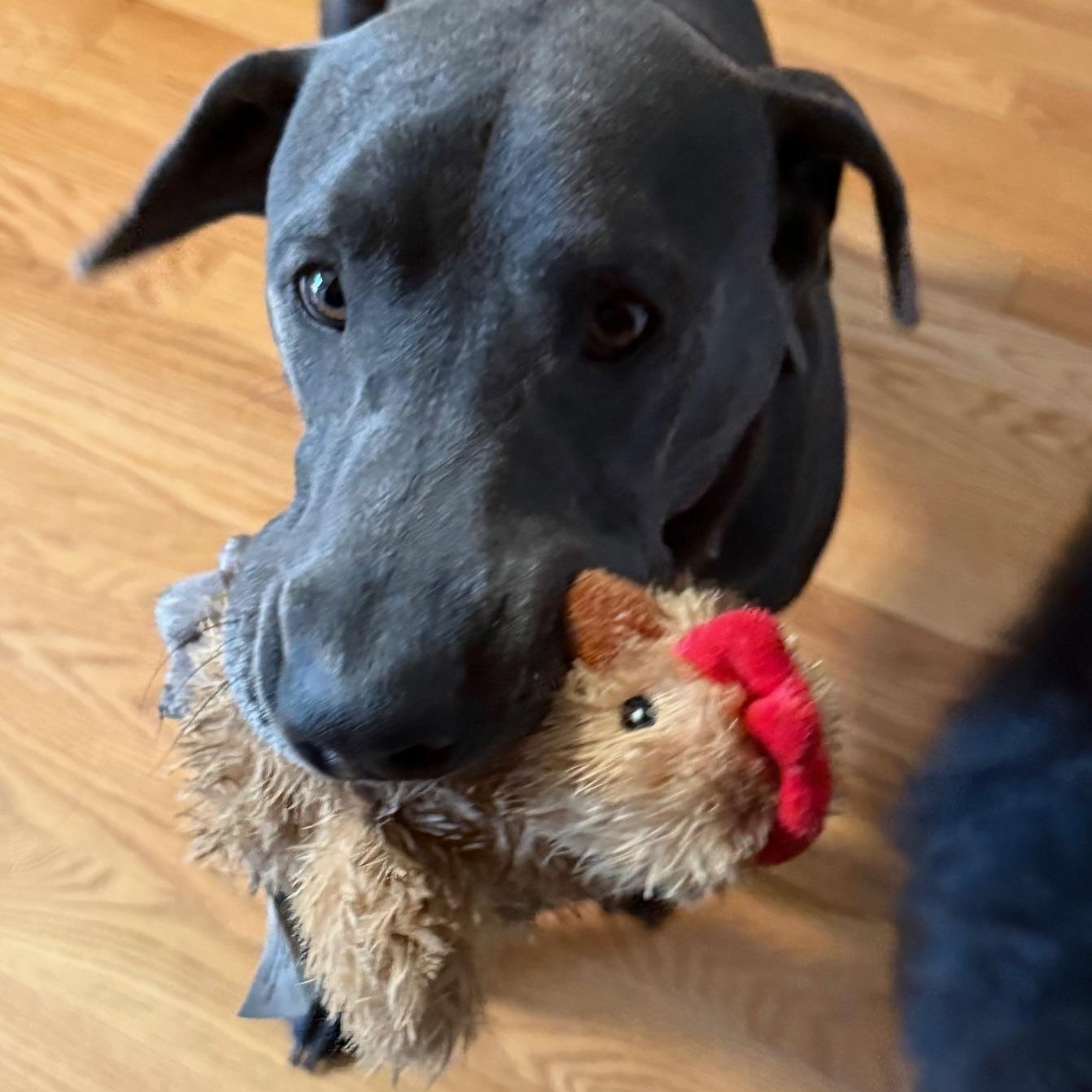 Chewy, a ADOPTABLE Blue Lacy in Savage, MN image 1/4