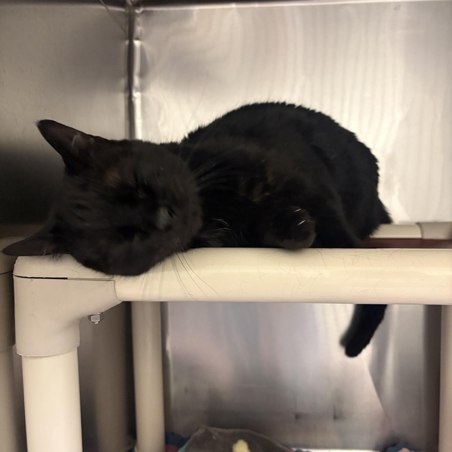 Enlarge Velvet, a ADOPTABLE Domestic Short Hair in Saint Charles, MO image 3/4