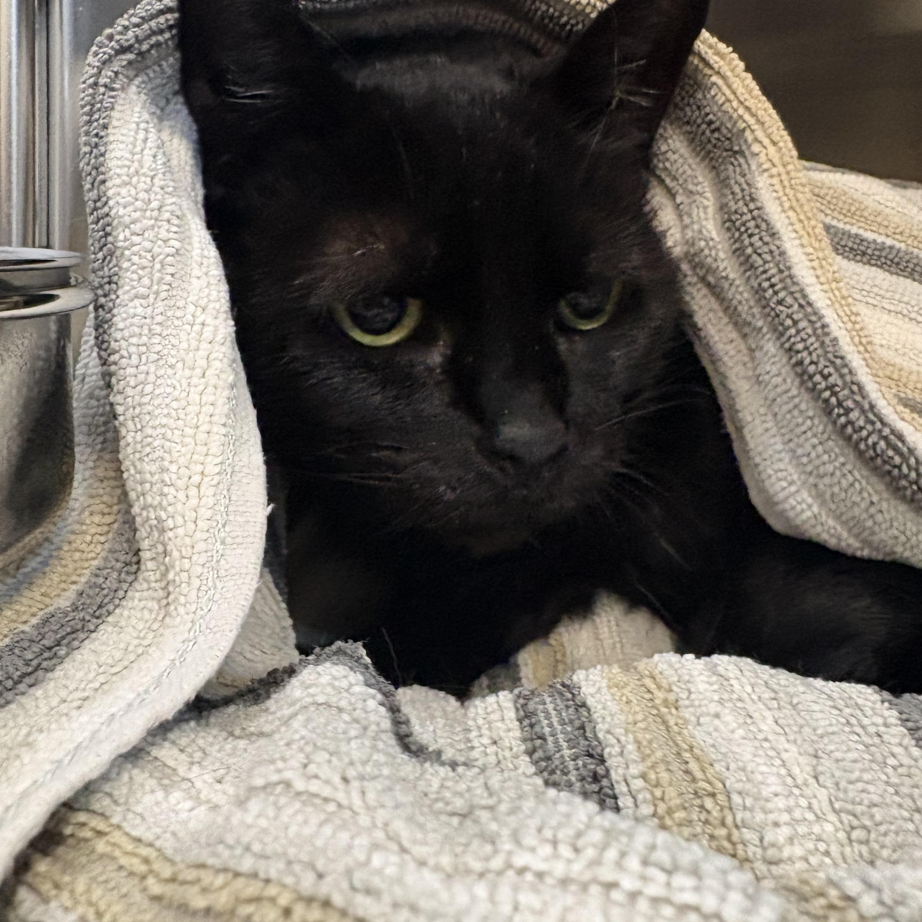 Enlarge Velvet, a ADOPTABLE Domestic Short Hair in Saint Charles, MO image 1/4