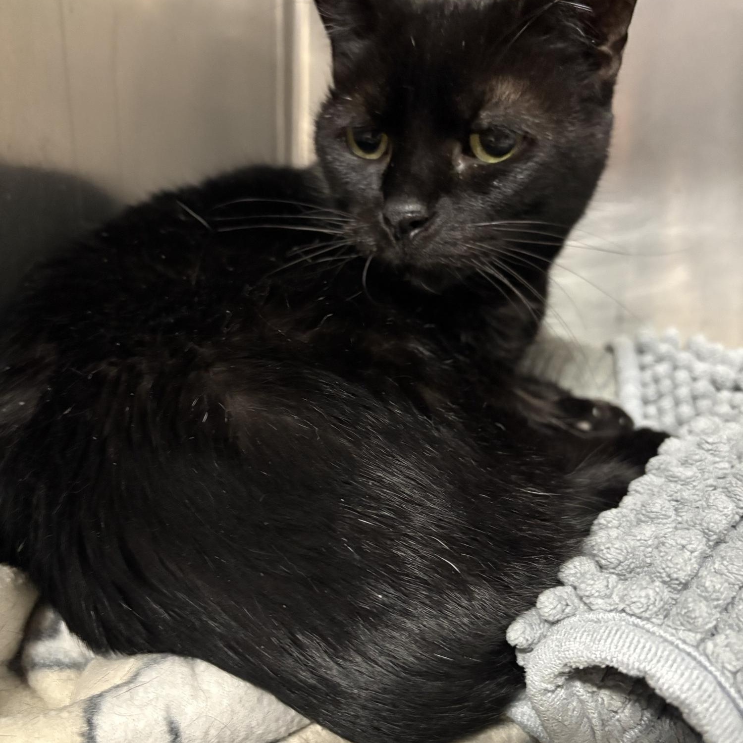 Enlarge Velvet, a ADOPTABLE Domestic Short Hair in Saint Charles, MO image 4/4