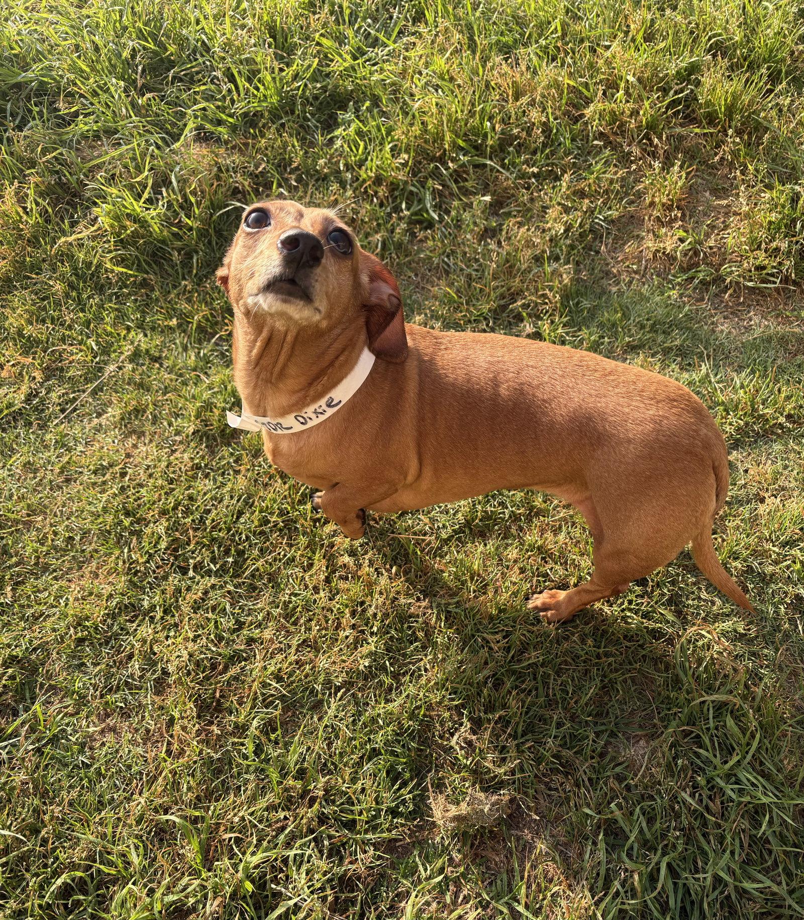 Dixie, Adoptable, Adult Female Dachshund.