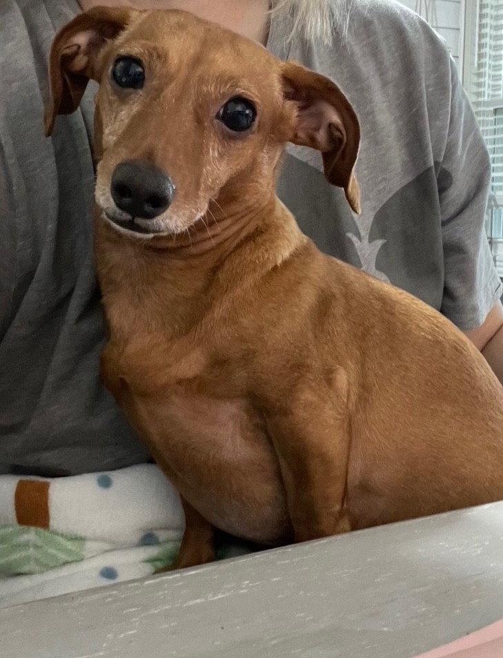 Enlarge Dixie, a Adoptable Dachshund in Austin, TX image 2/3