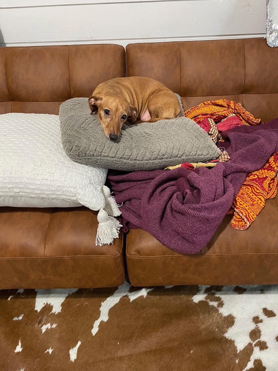 Enlarge Dixie, a Adoptable Dachshund in Austin, TX image 3/3