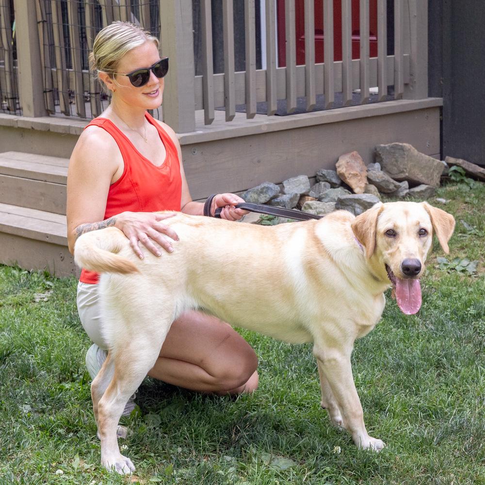 Billie (Female), a Adoptable Yellow Labrador Retriever in West Grove, PA image 4/6