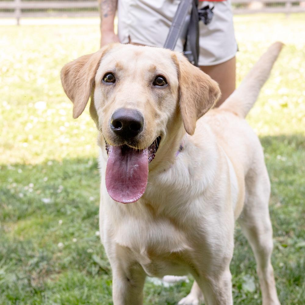 Billie (Female), a Adoptable Yellow Labrador Retriever in West Grove, PA image 1/6
