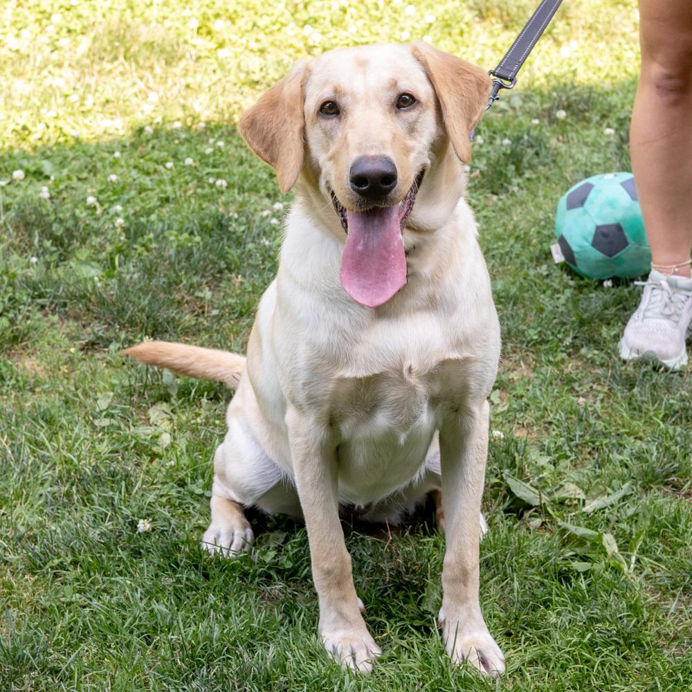 Billie (Female), a Adoptable Yellow Labrador Retriever in West Grove, PA image 2/6
