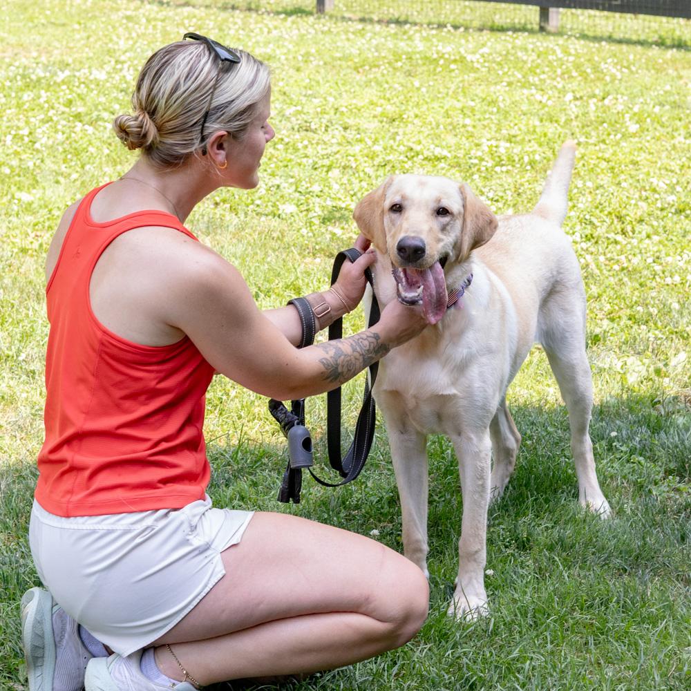 Billie (Female), a Adoptable Yellow Labrador Retriever in West Grove, PA image 3/6