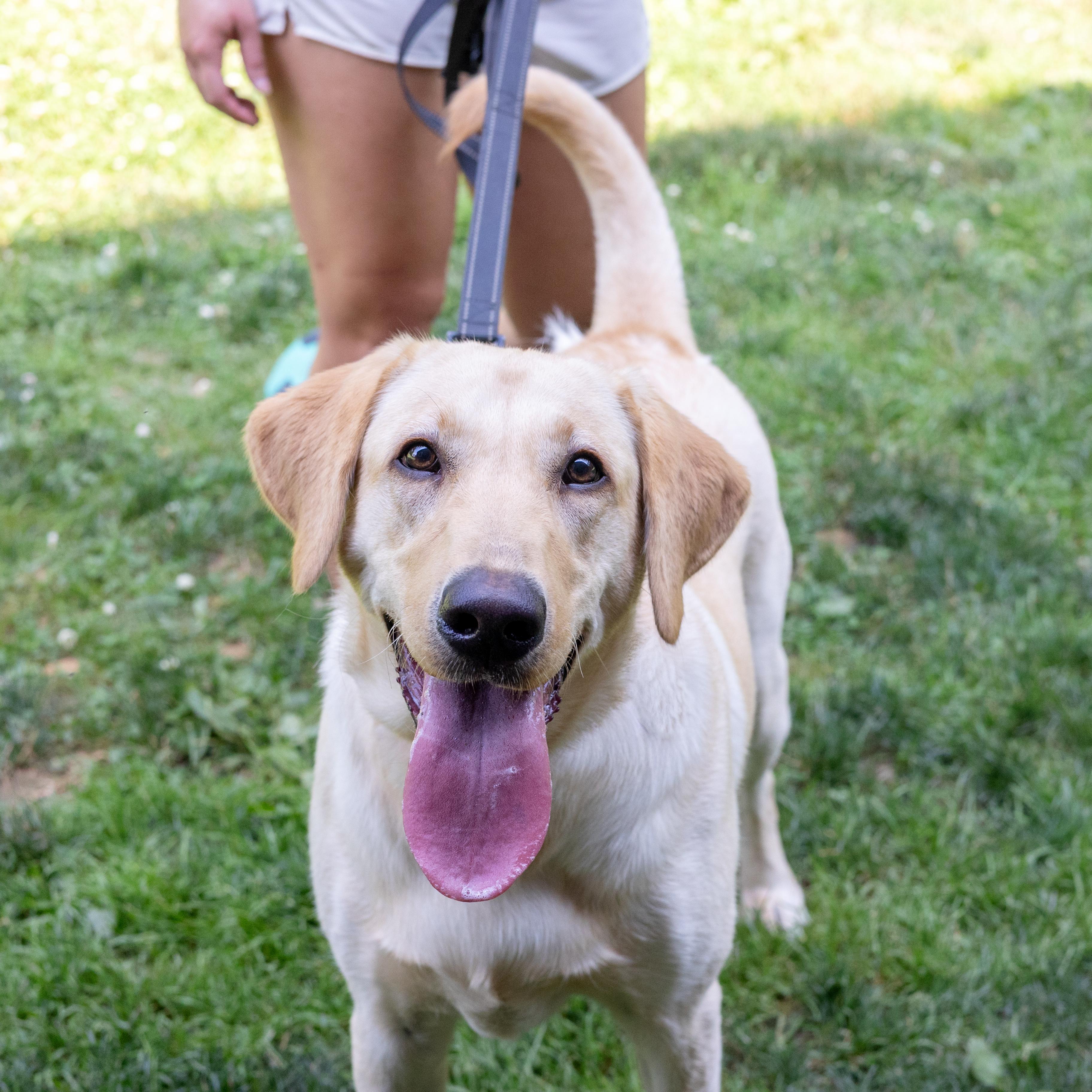 Billie (Female), a Adoptable Yellow Labrador Retriever in West Grove, PA image 5/6