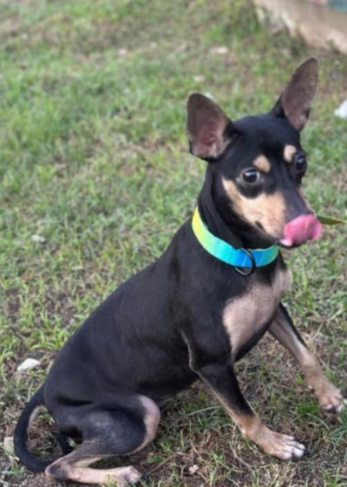 Princess, Adult Female Chihuahua