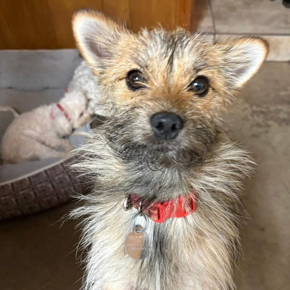 Kolbie Jack, ADOPTABLE, Young Male Terrier.