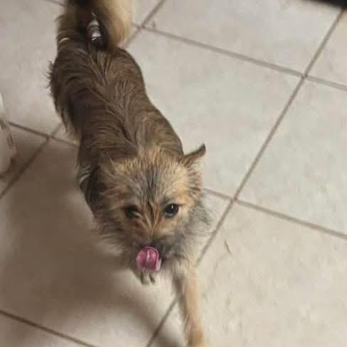 Enlarge Kolbie Jack, a ADOPTABLE mixed breed in Lubbock, TX image 3/3